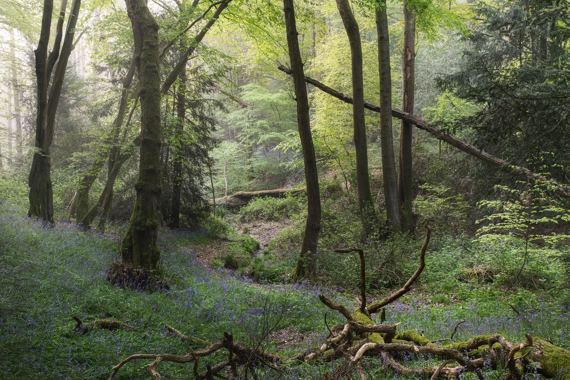 Trees framing a natural pathway into a misty bluebell woodland during spring woodland photography conditions