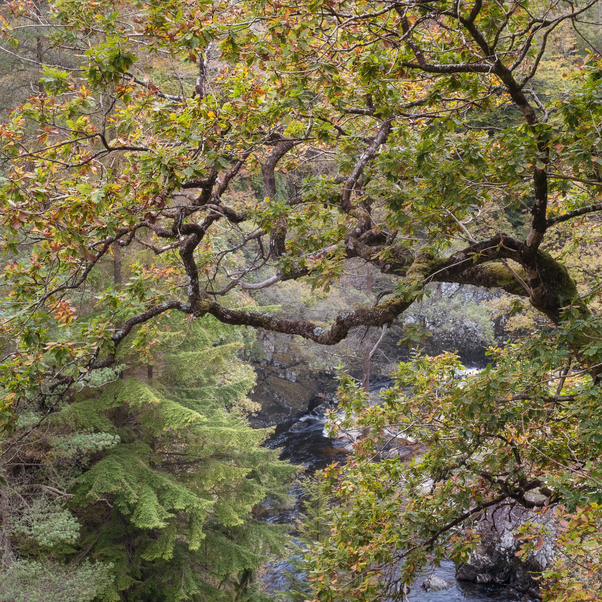 An autumn tree hanging over a river in Snowdonia Fairy Glen in Snowdonia