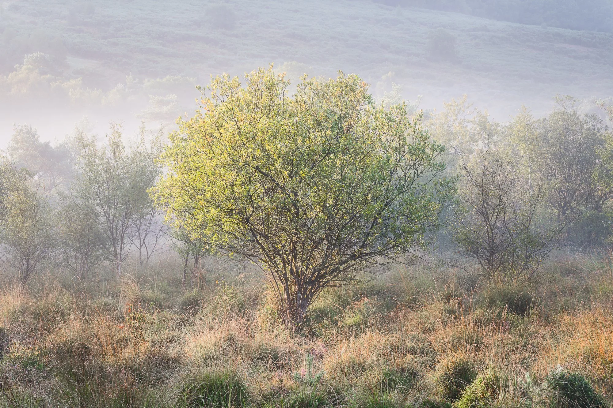 A small tree in a misty autumn landscape taken by Trevor Sherwin