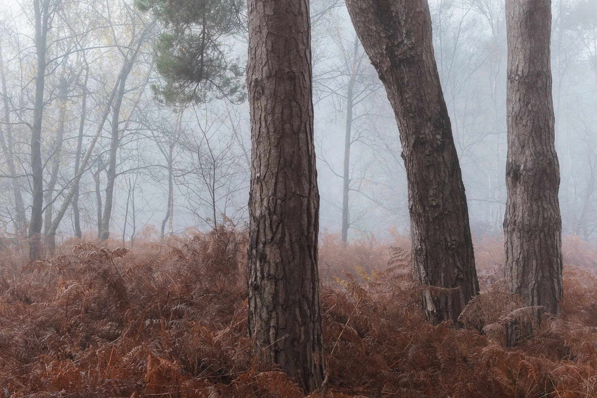A foggy autumn woodland taken by Trevor Sherwin