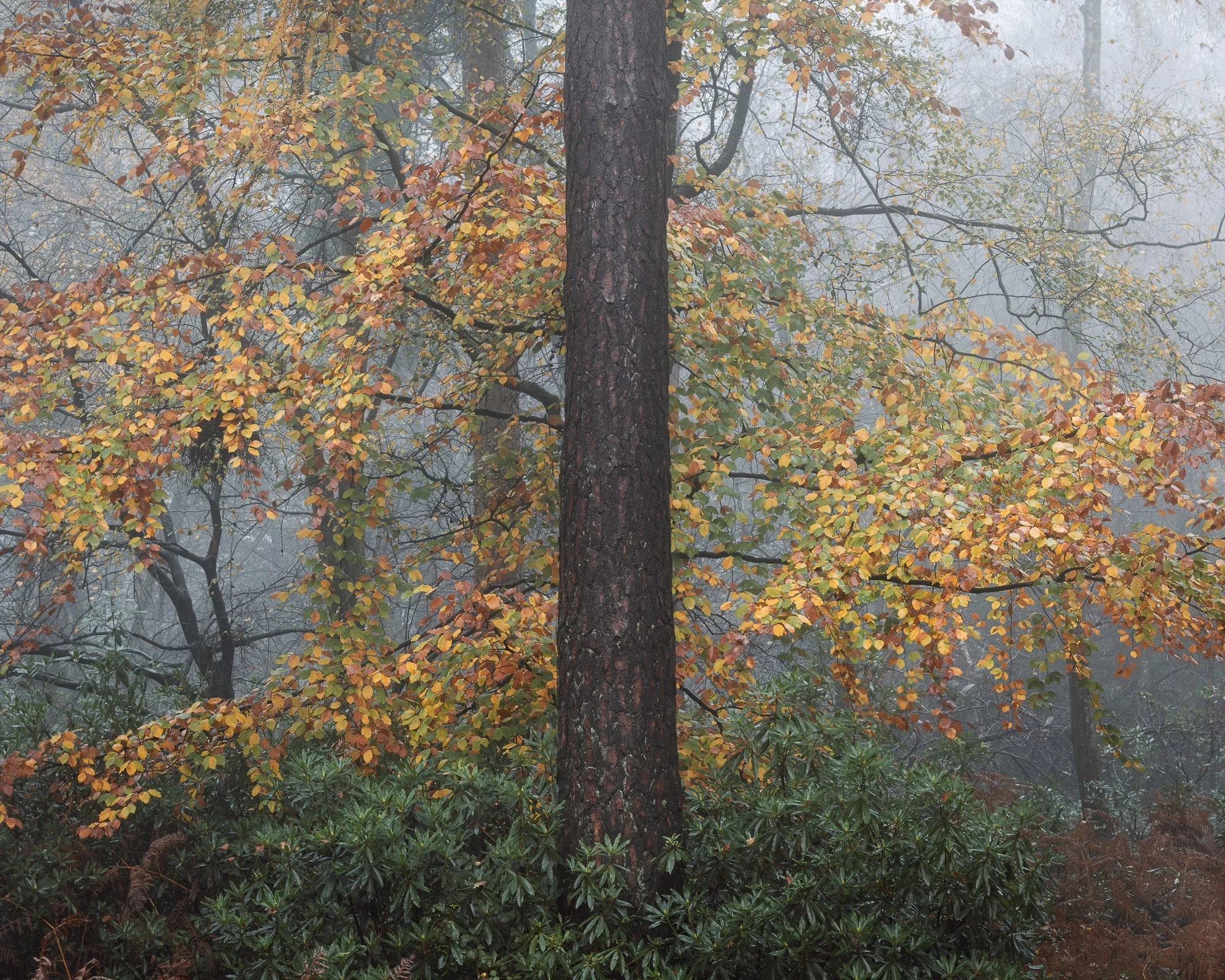 A foggy autumn woodland taken by Trevor Sherwin