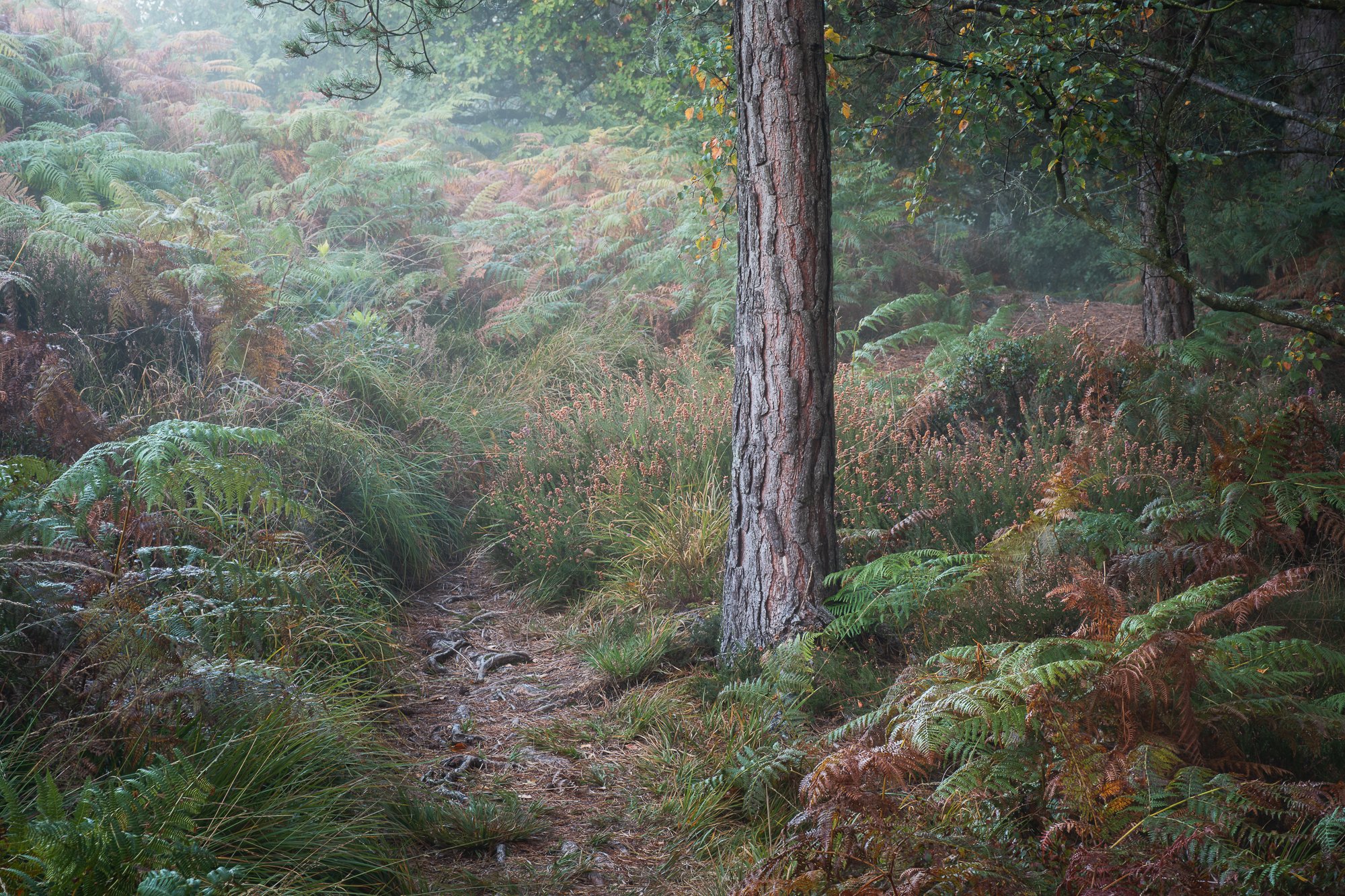 A foggy autumn woodland taken by Trevor Sherwin