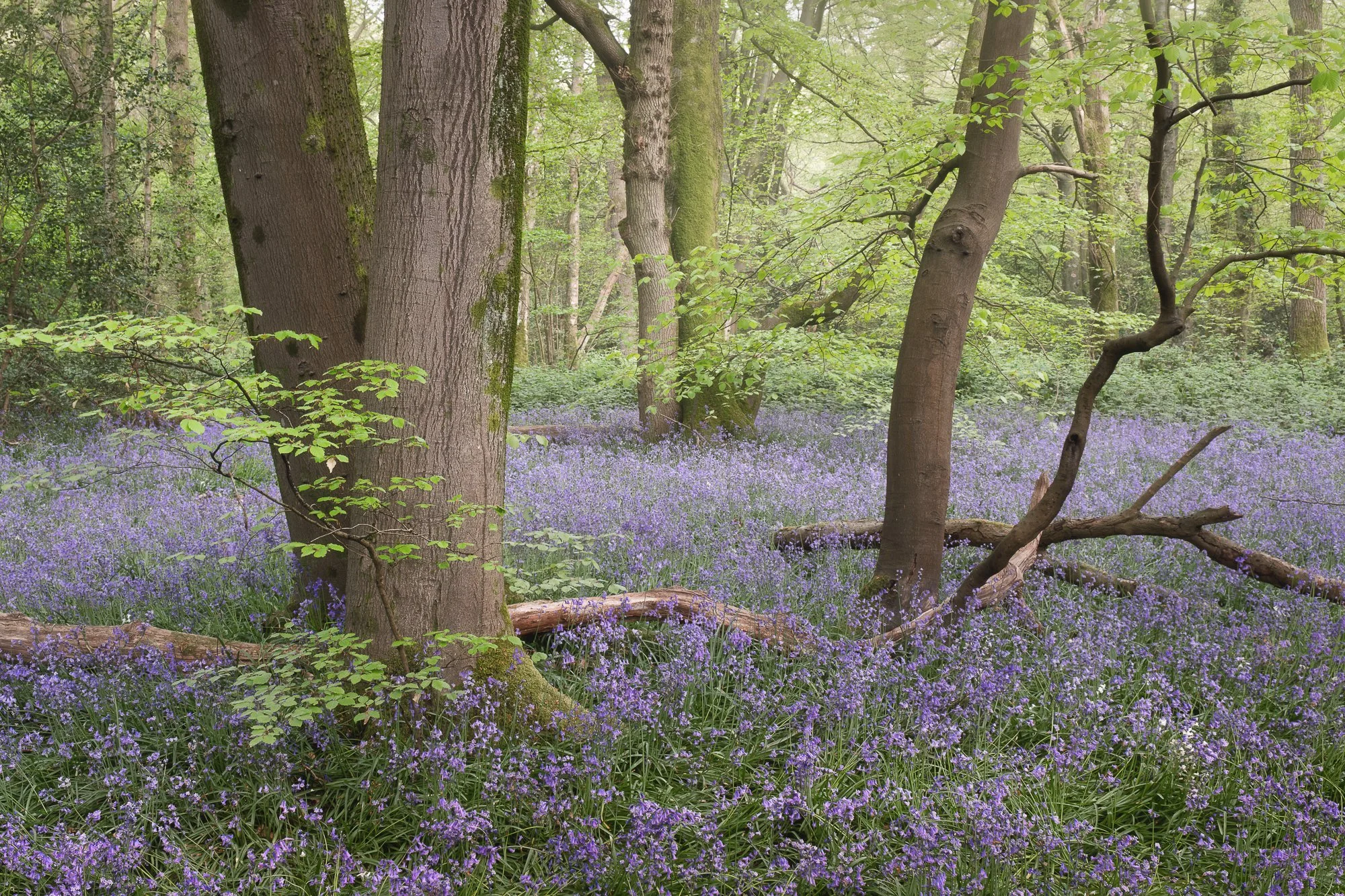 Stronger directional sunlight breaking through canopy, revealing texture in trees above bluebells on the woodland floor