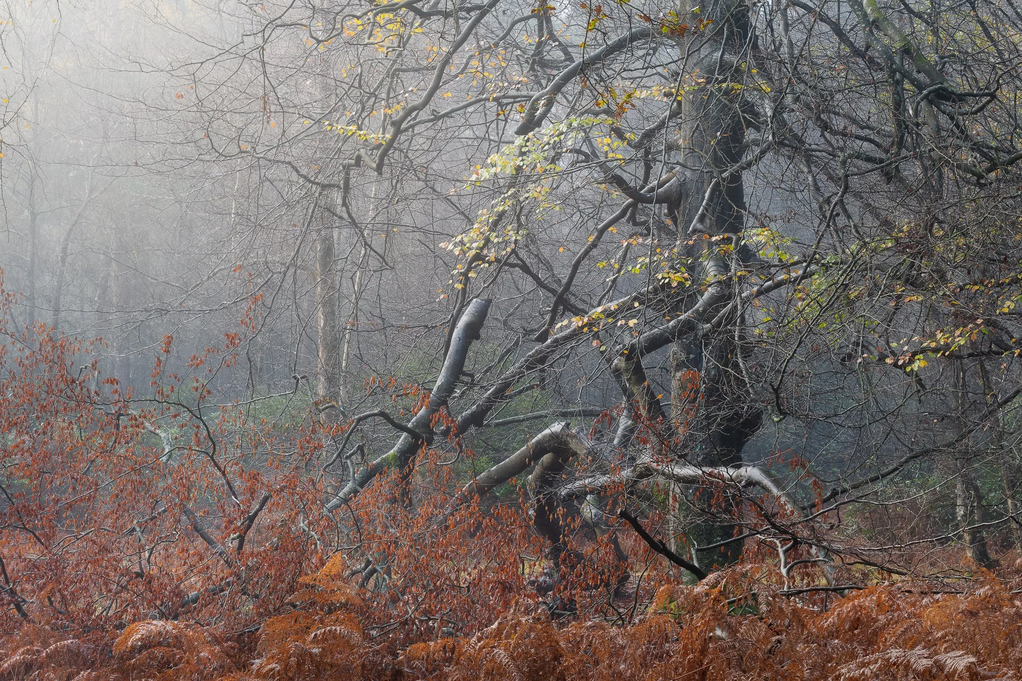 A foggy autumn woodland taken by Trevor Sherwin