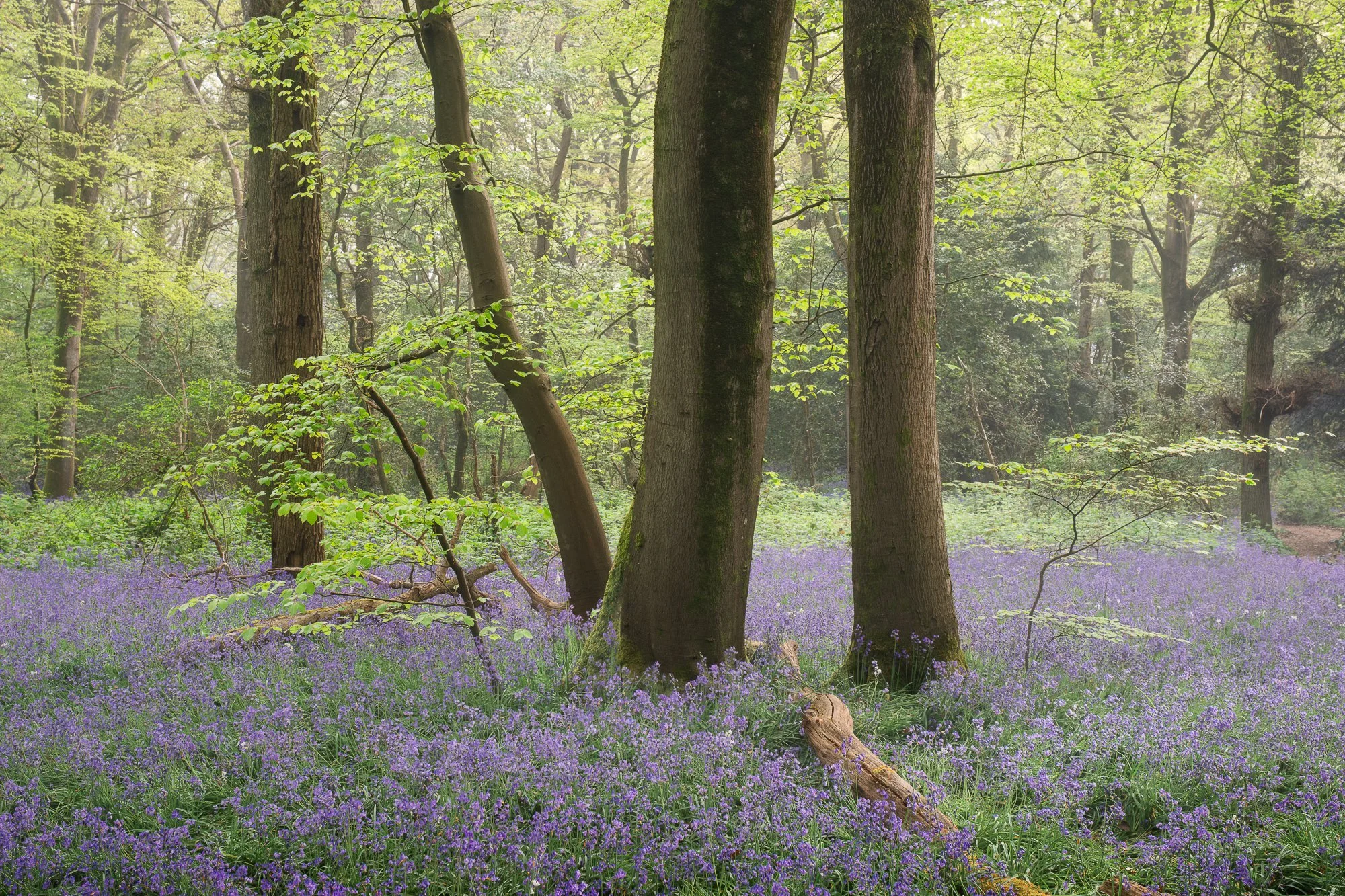 Fresh spring colours in a bluebell woodland in Surrey as fog clears and blue sky emerges