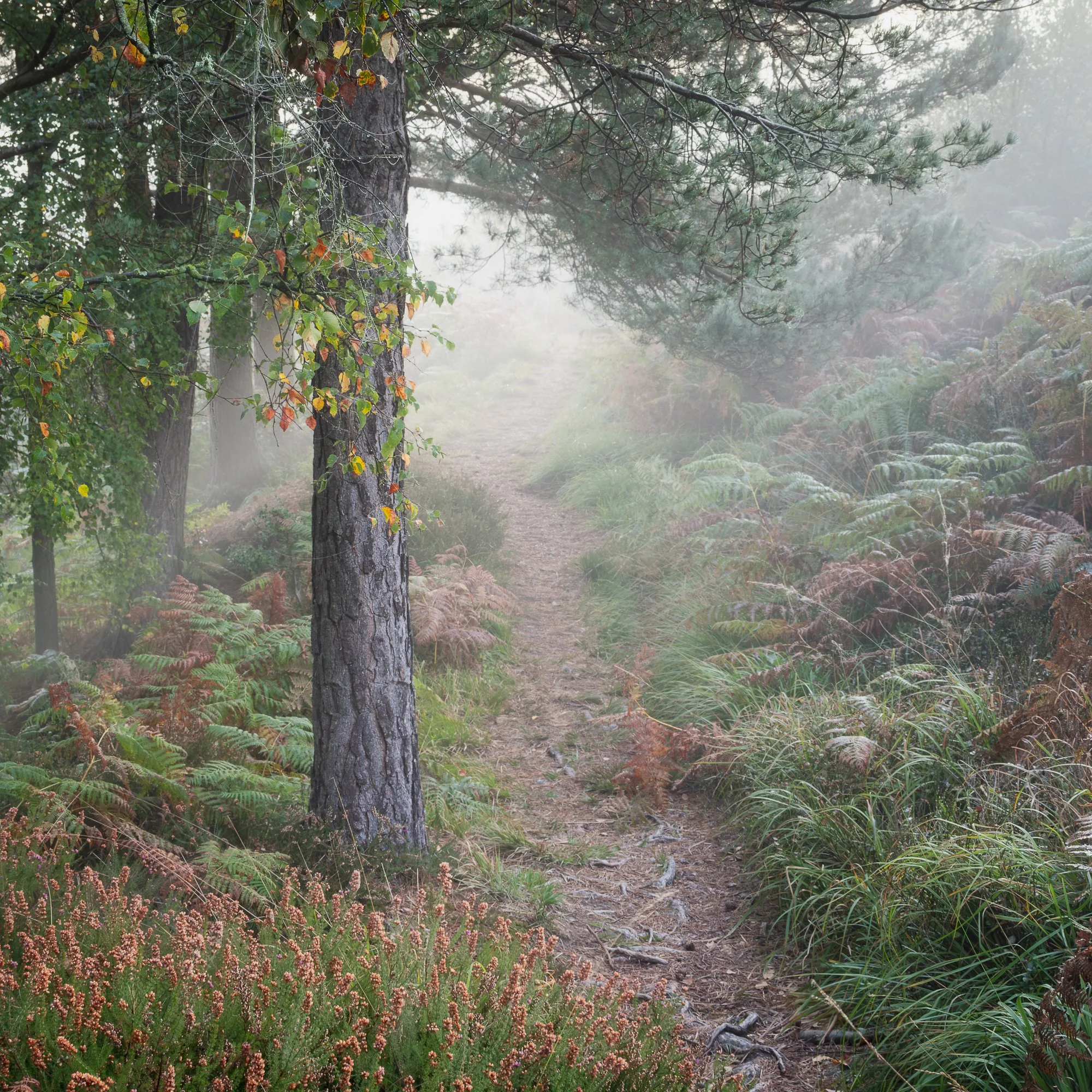 A foggy autumn woodland taken by Trevor Sherwin