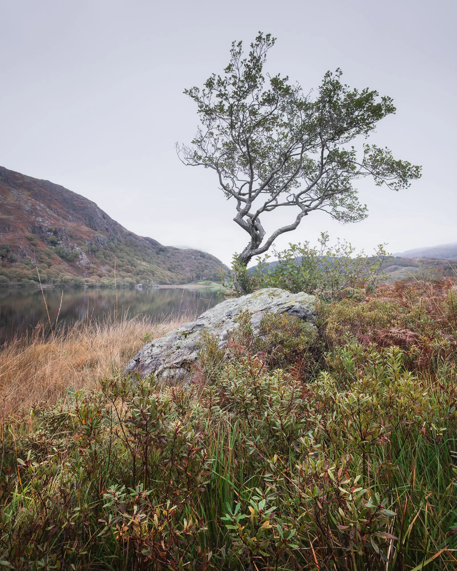 A lone tree in Snowdonia taken by Trevor Sherwin