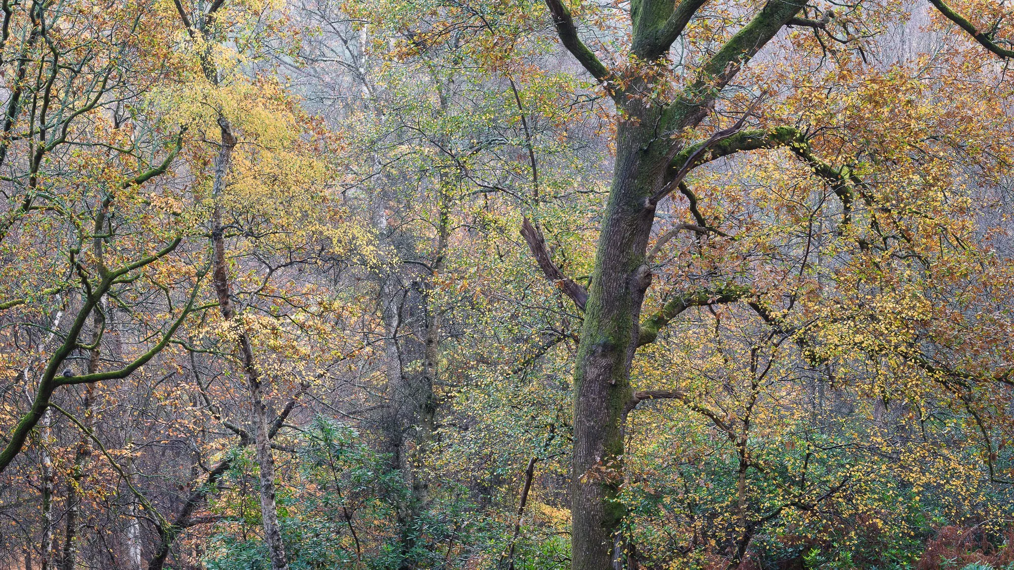 The colours of autumn in the woodland taken by Trevor Sherwin