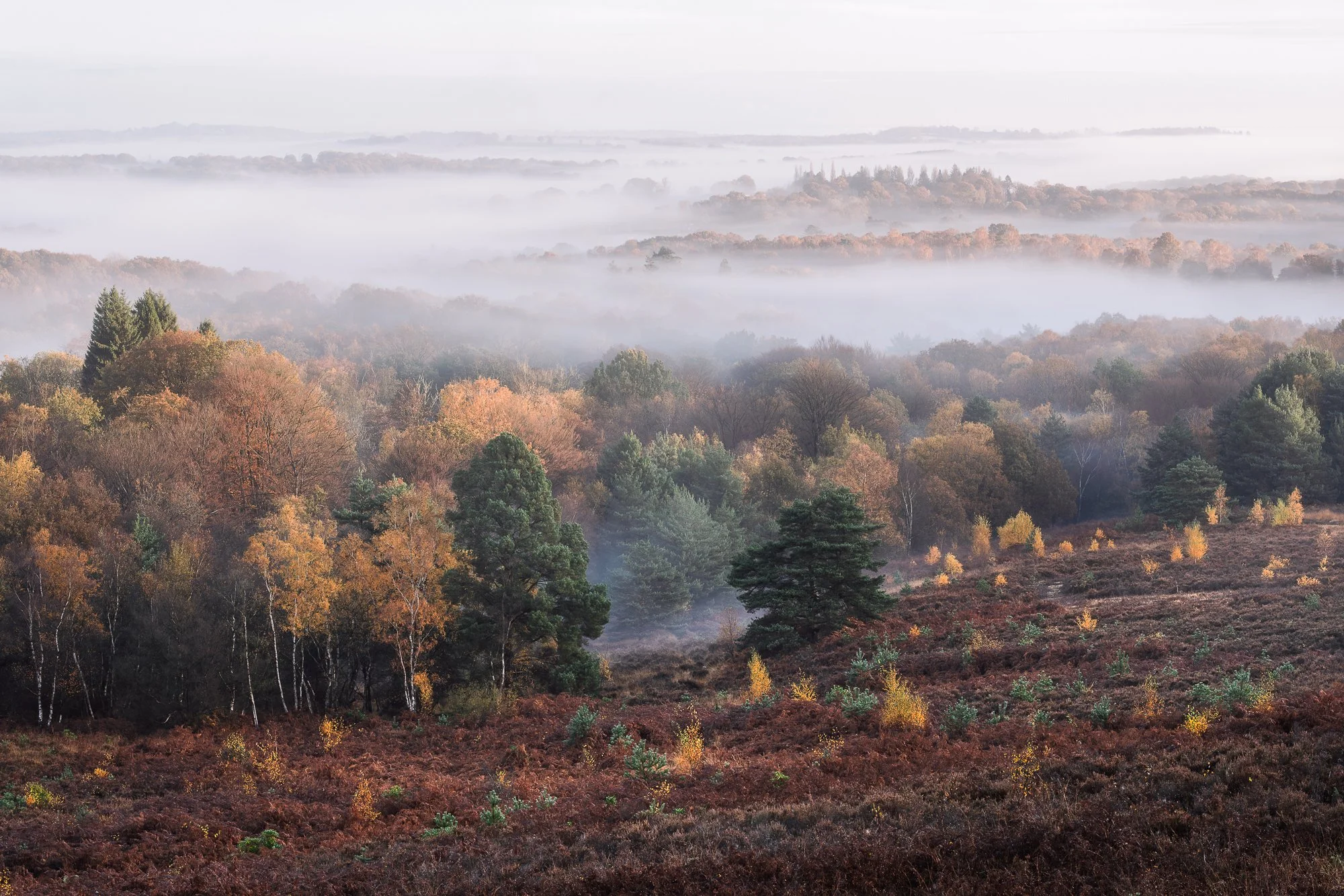 A misty autumn landscape taken by Trevor Sherwin