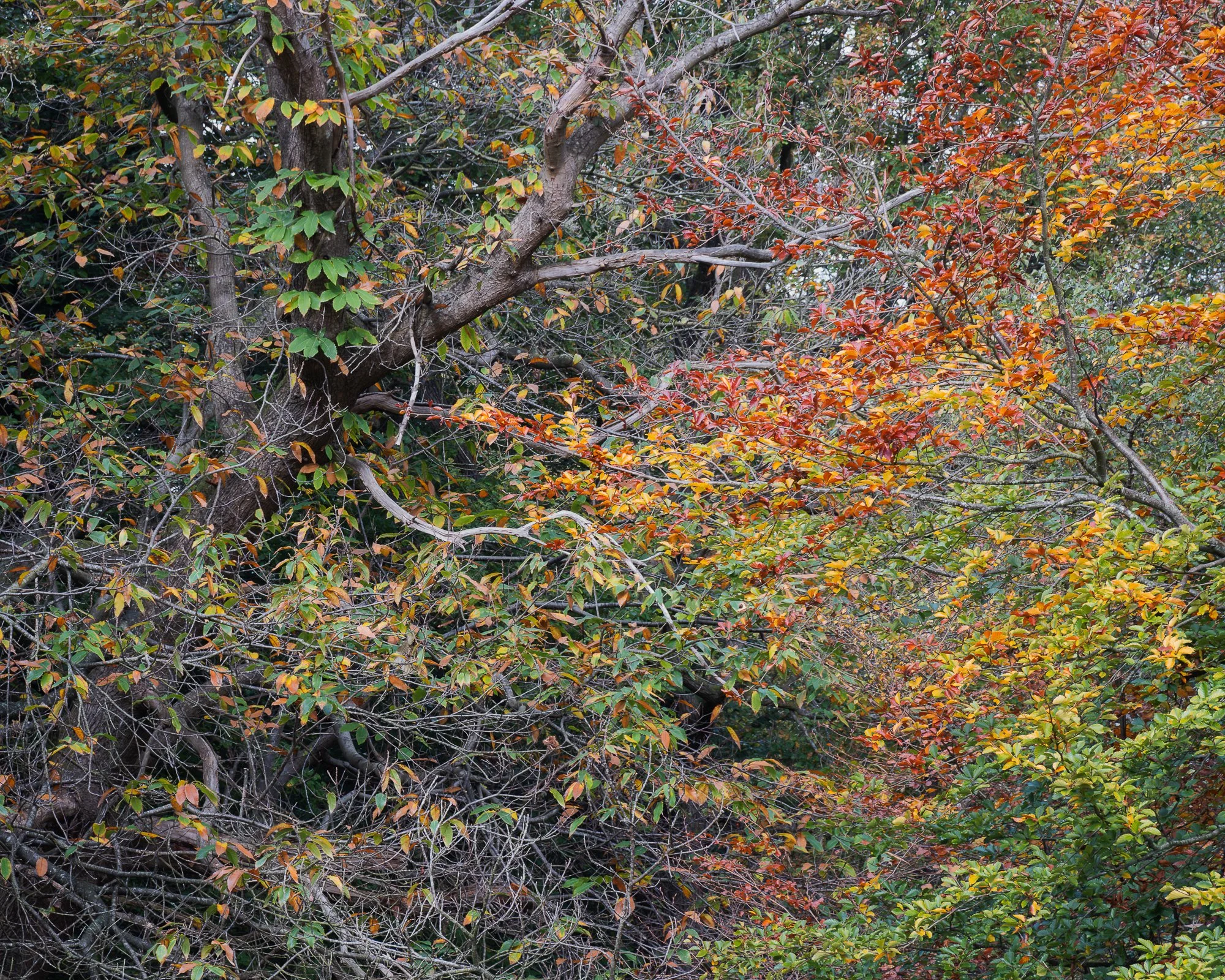 The colours of autumn in the woodland taken by Trevor Sherwin