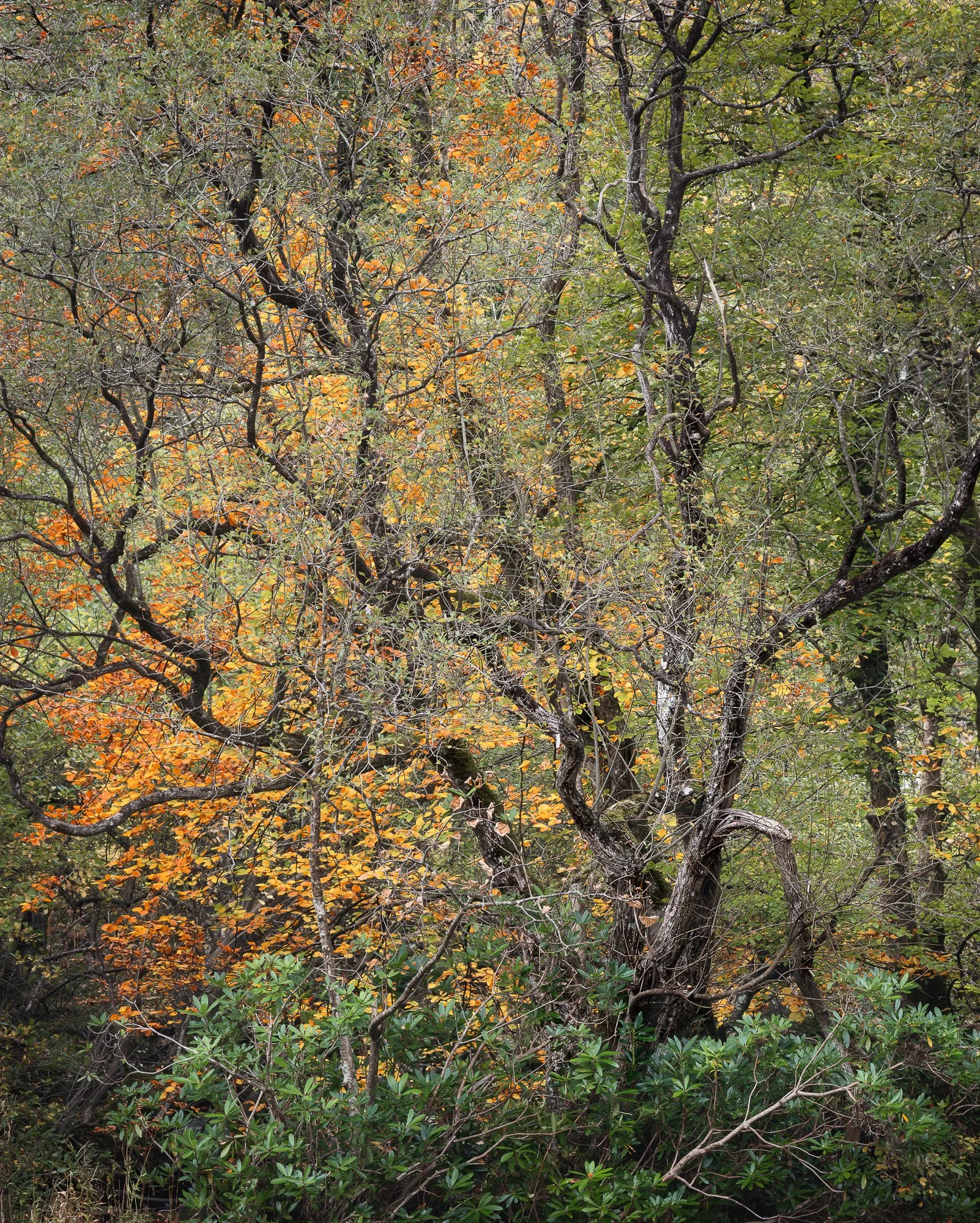 A photo of an autumn woodland scene in Snowdonia taken by Trevor Sherwin