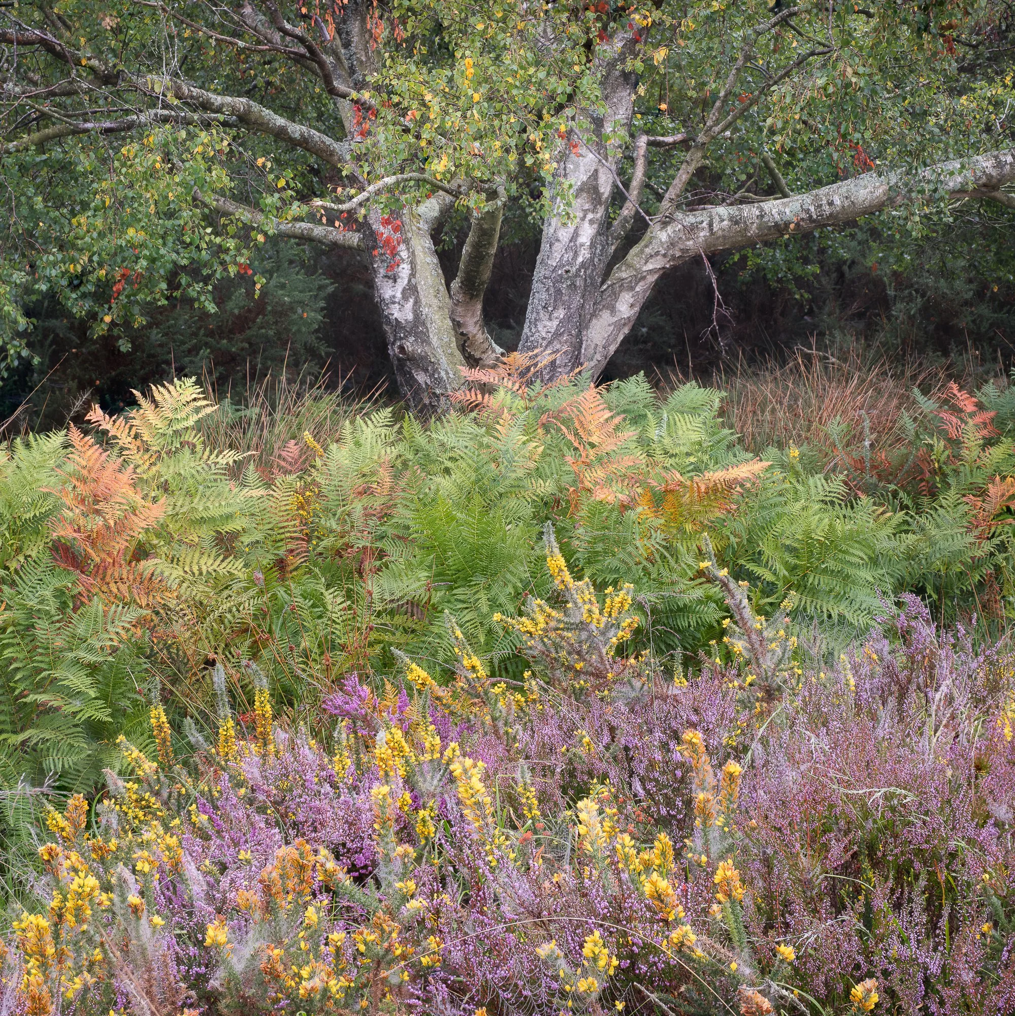 A small scene featuring ferns and heather on the heathland by Trevor Sherwin