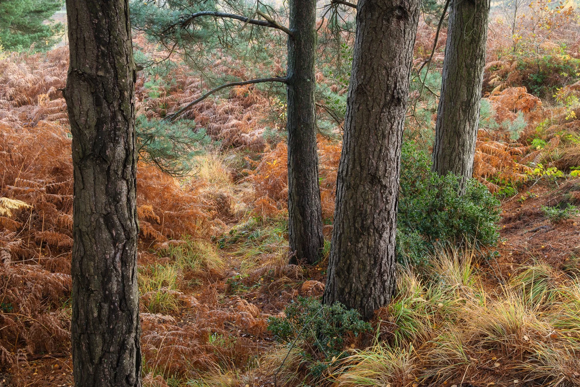 The colours of autumn in the woodland taken by Trevor Sherwin