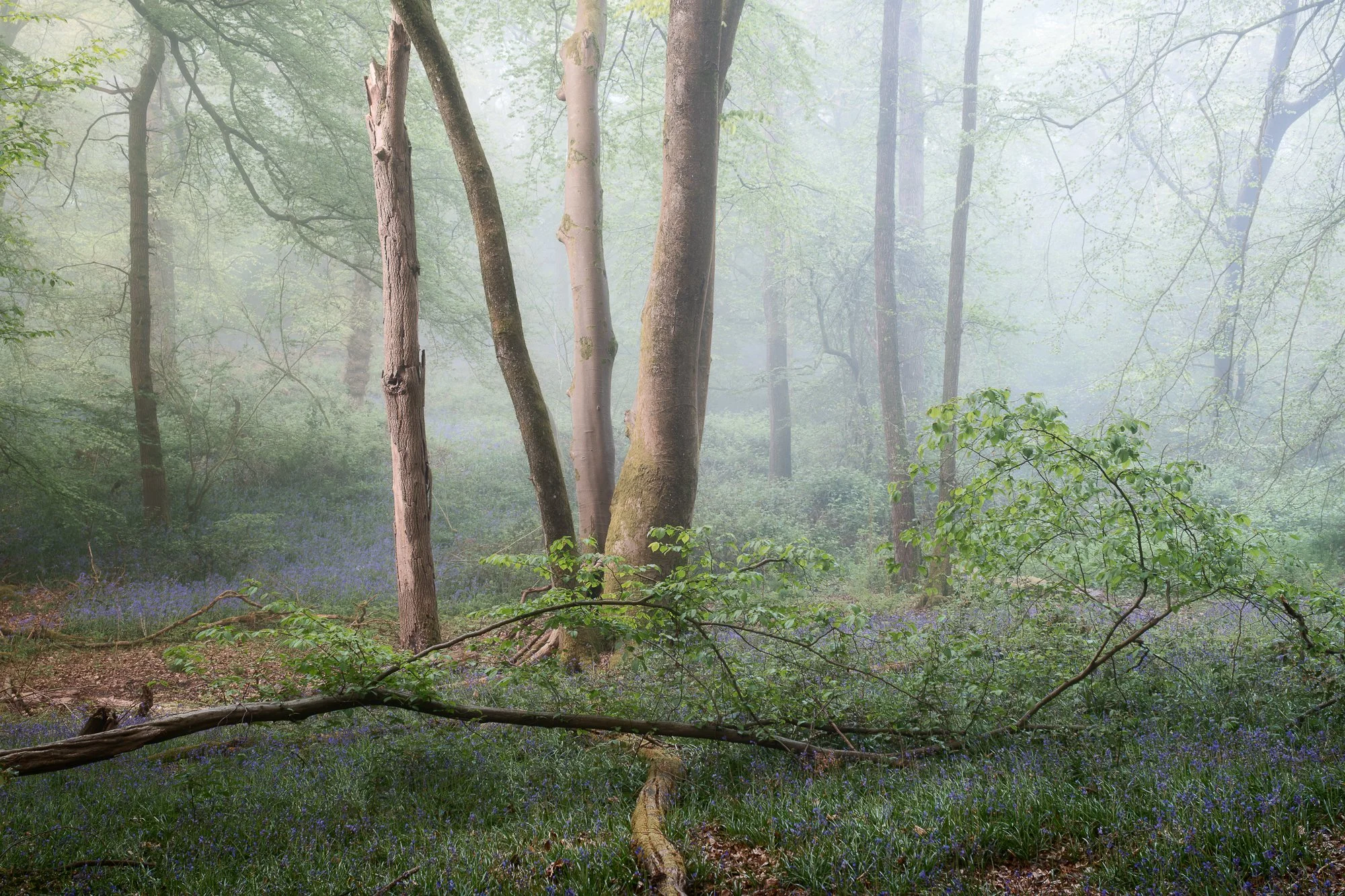 Layers of fog moving through a Surrey bluebell woodland, creating depth and separation between trees