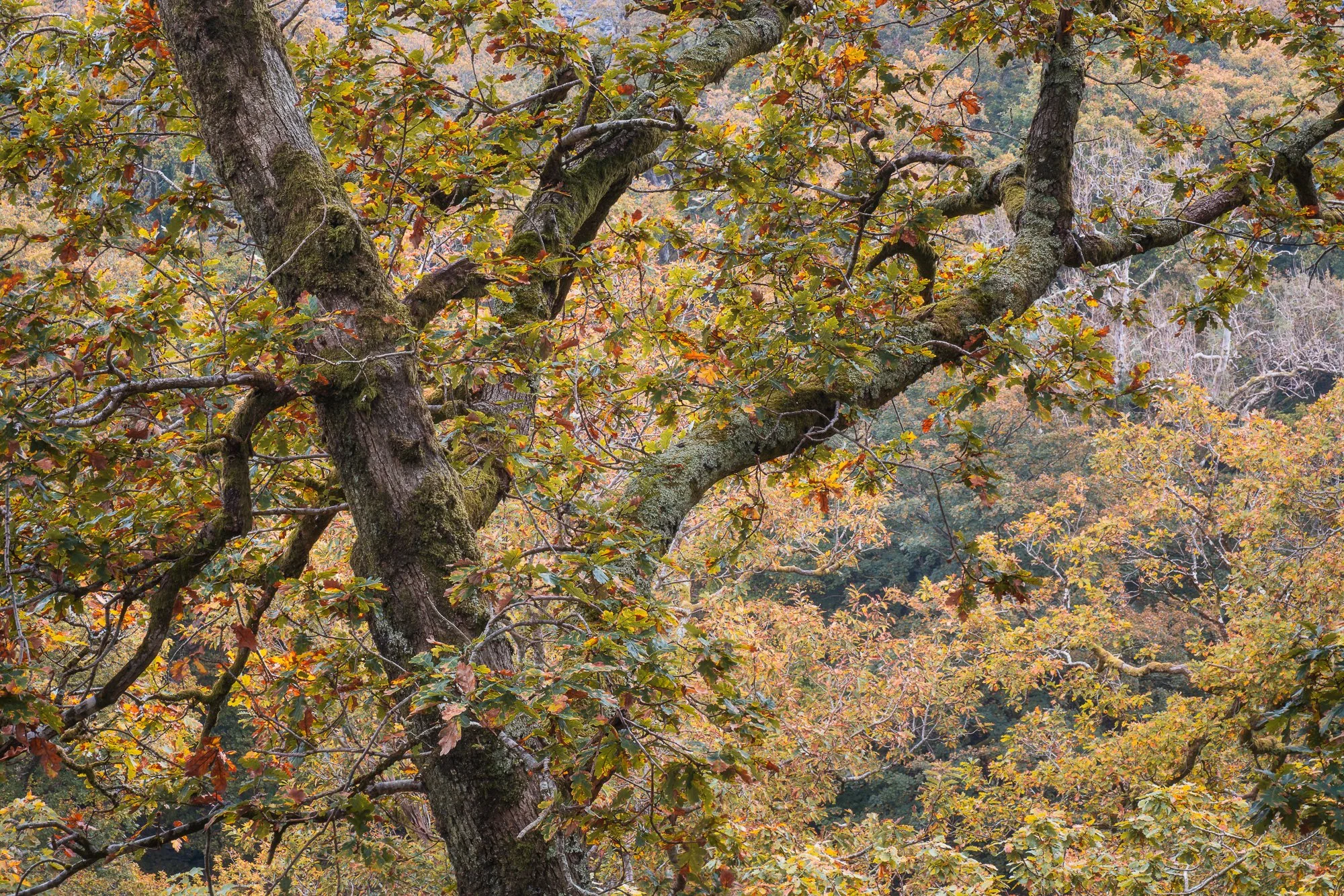 A photo of an autumn woodland scene in Snowdonia taken by Trevor Sherwin