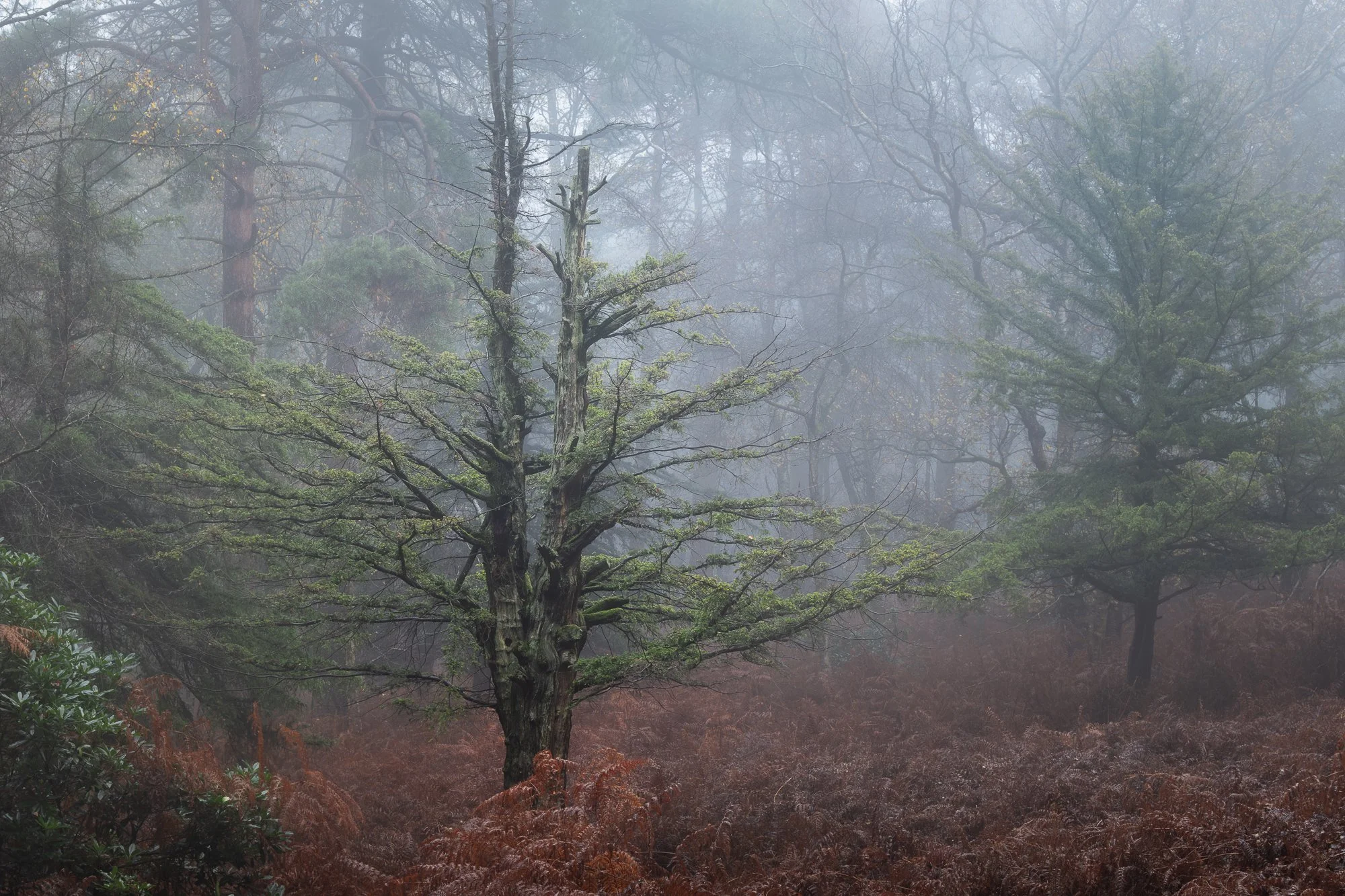 A foggy autumn woodland taken by Trevor Sherwin