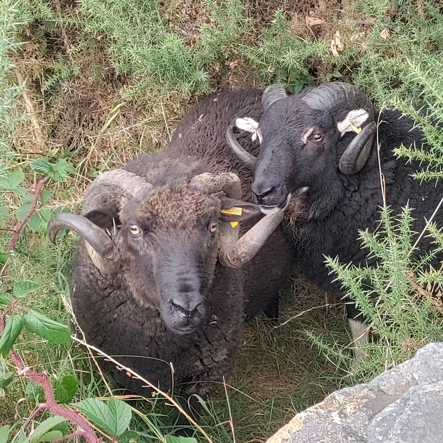 Guinness of Derwent (Shetland ram) and Thor (Torwen ram) playing hide and seek 🫣 
#derwentflock #shetlandsheep #torwen #welshmountainbadgerfacesheep #sheeplife🐑 #sheepfarming #lakedistrict
