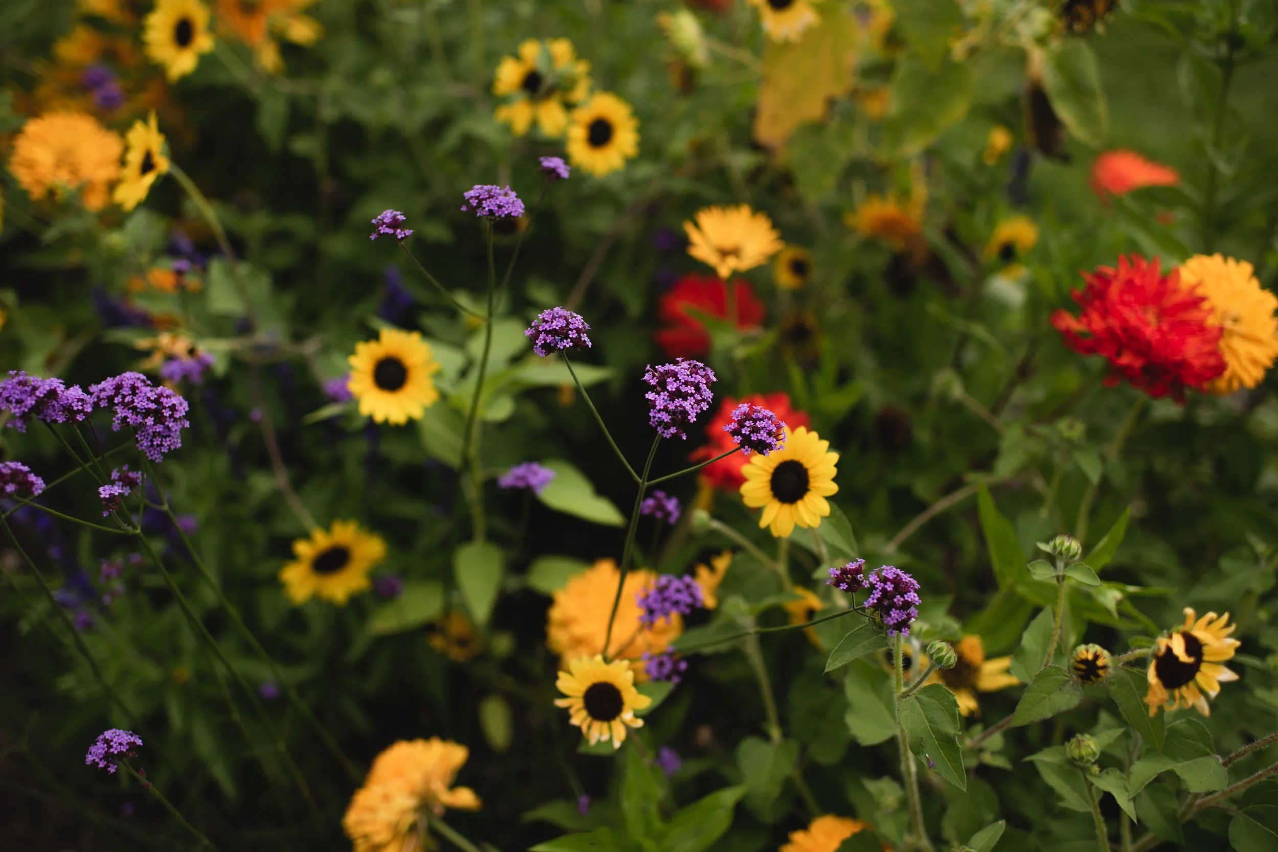 Harvest Bloom Minis