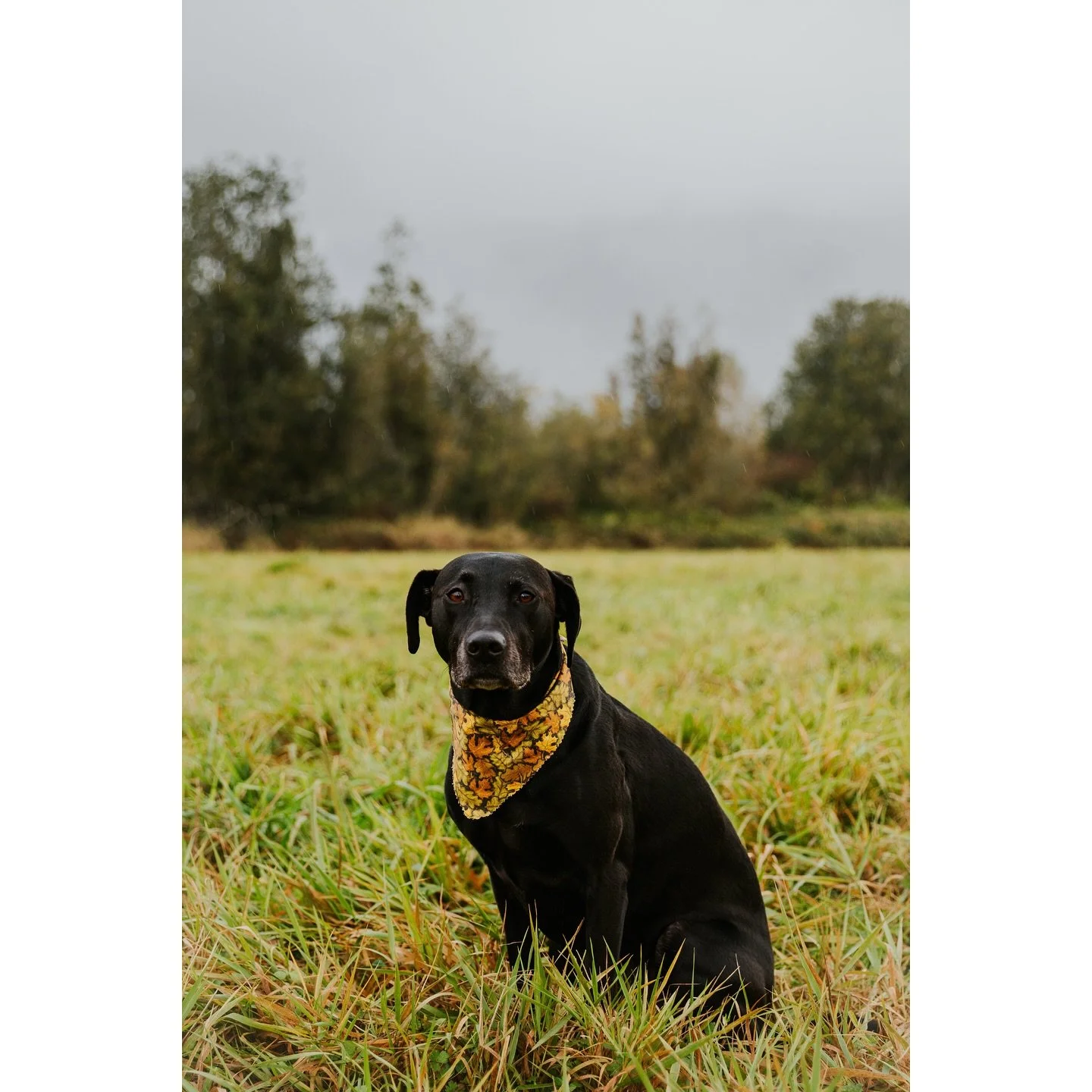 This one goes out to all the pet parents - PLEASE BRING YOUR ANIMALS TO YOUR SESSION! 😍
.
.
.
.
.
#dogsofinstagram #seattle #seattlelife #seattlephotographer #seattlephotography #washington #washingtonlife #pnw #washingtonphotographer #washingtonfam