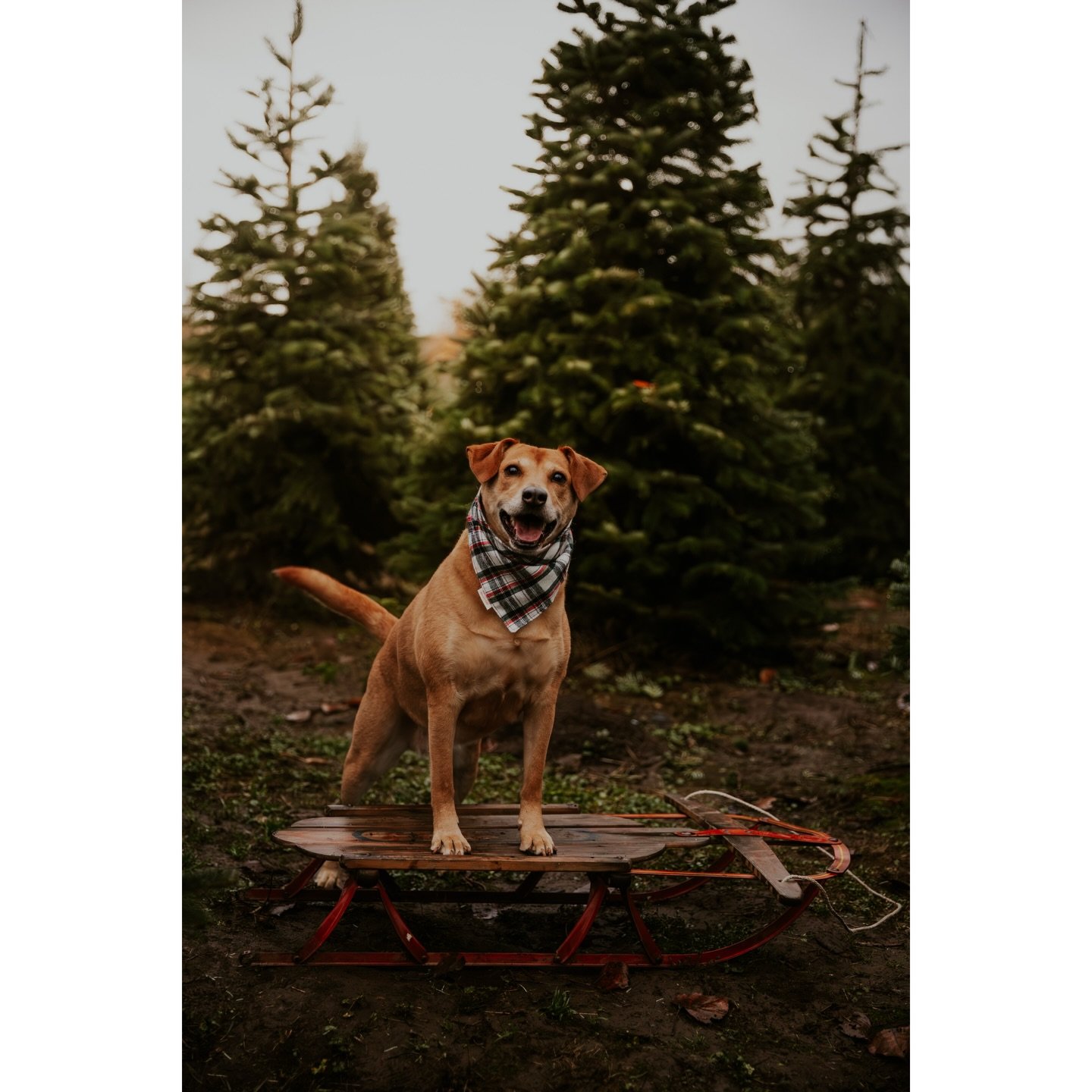 Obsessed is an understatement 😍

I love being able to capture my friends in key moments of their lives. Congratulations Carly and Chandler on a lifetime of happiness! (and little Ollie is ADORABLE and should be a dog model)
.
.
.
.
.
#seattle #seatt