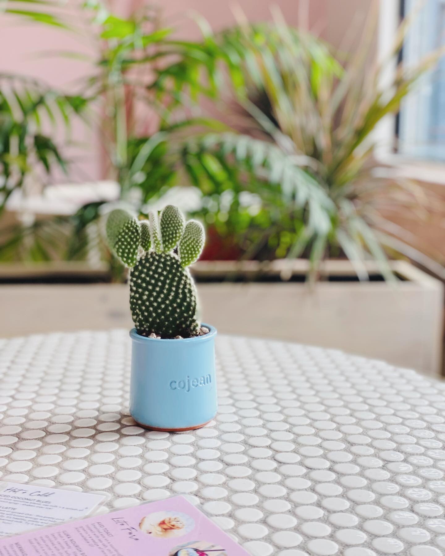 This adorable little plant from @viplantshop has found it&rsquo;s home in this cute ceramic container I picked up in Paris a few years ago from @cojeanrestaurants 

#plqnts #cactus #saturday #repurpose #shoplocal