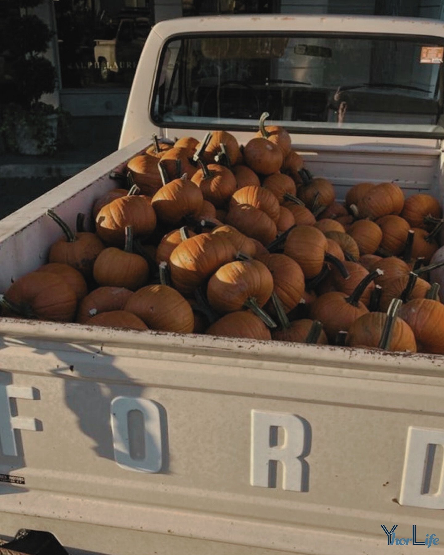 🎃

&bull;

#yhorlife #vintage