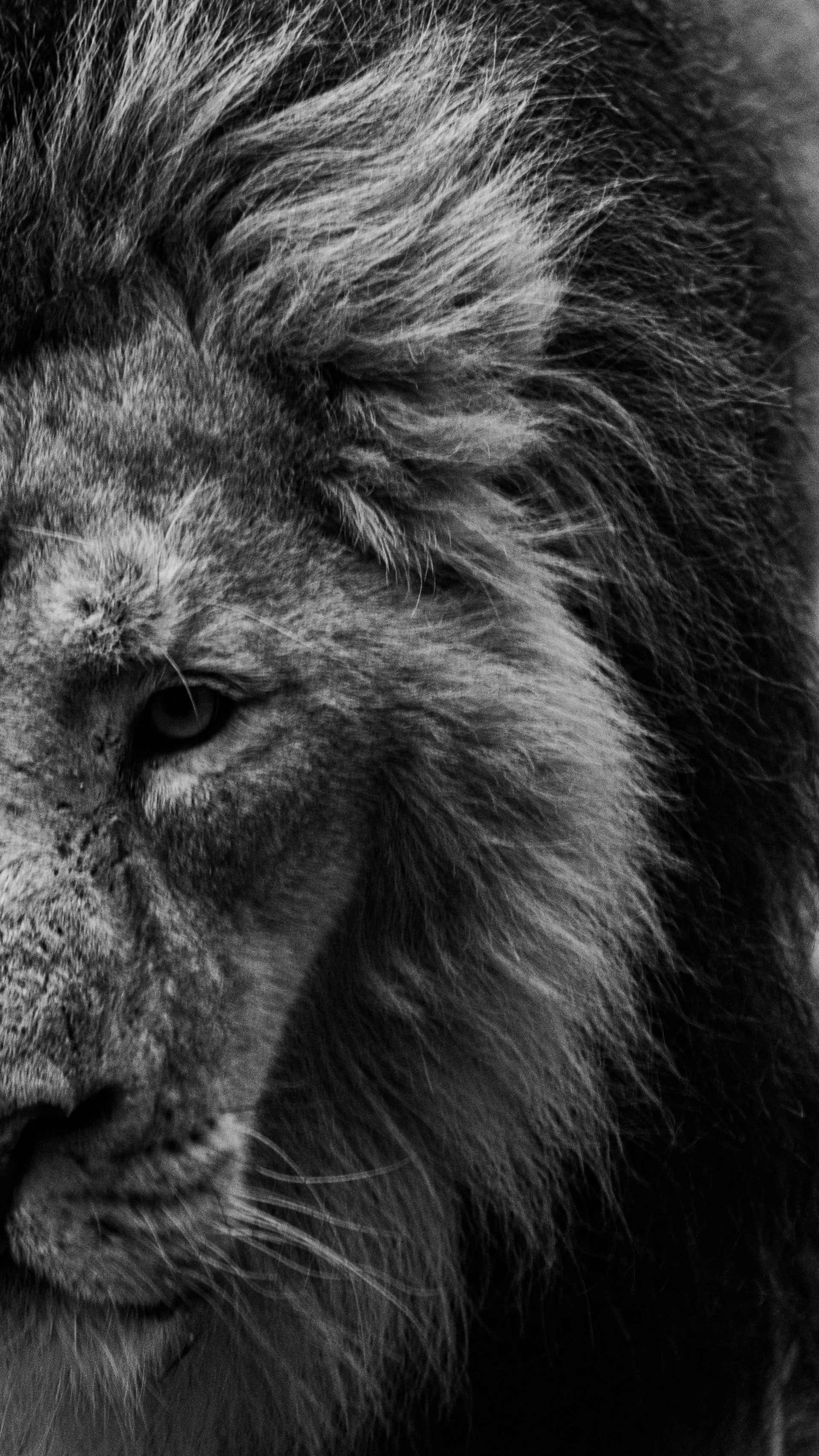 Crouching Tiger, Roaring Lion