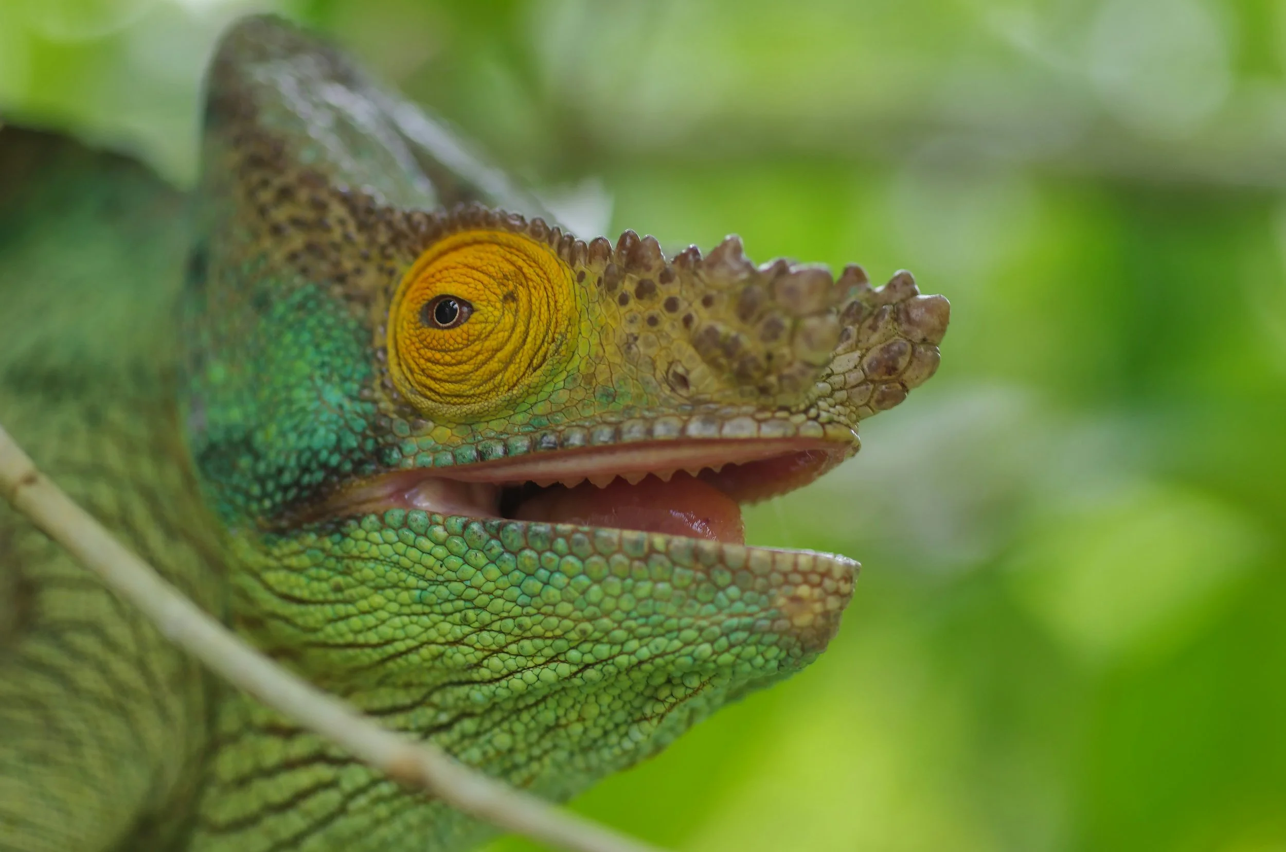Animals &amp; Habitats Arts Residency