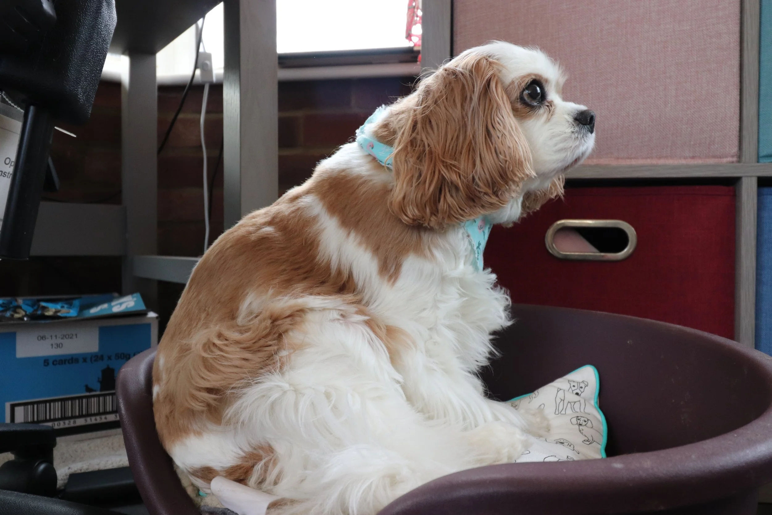 Georgie New Years (Original Photo)