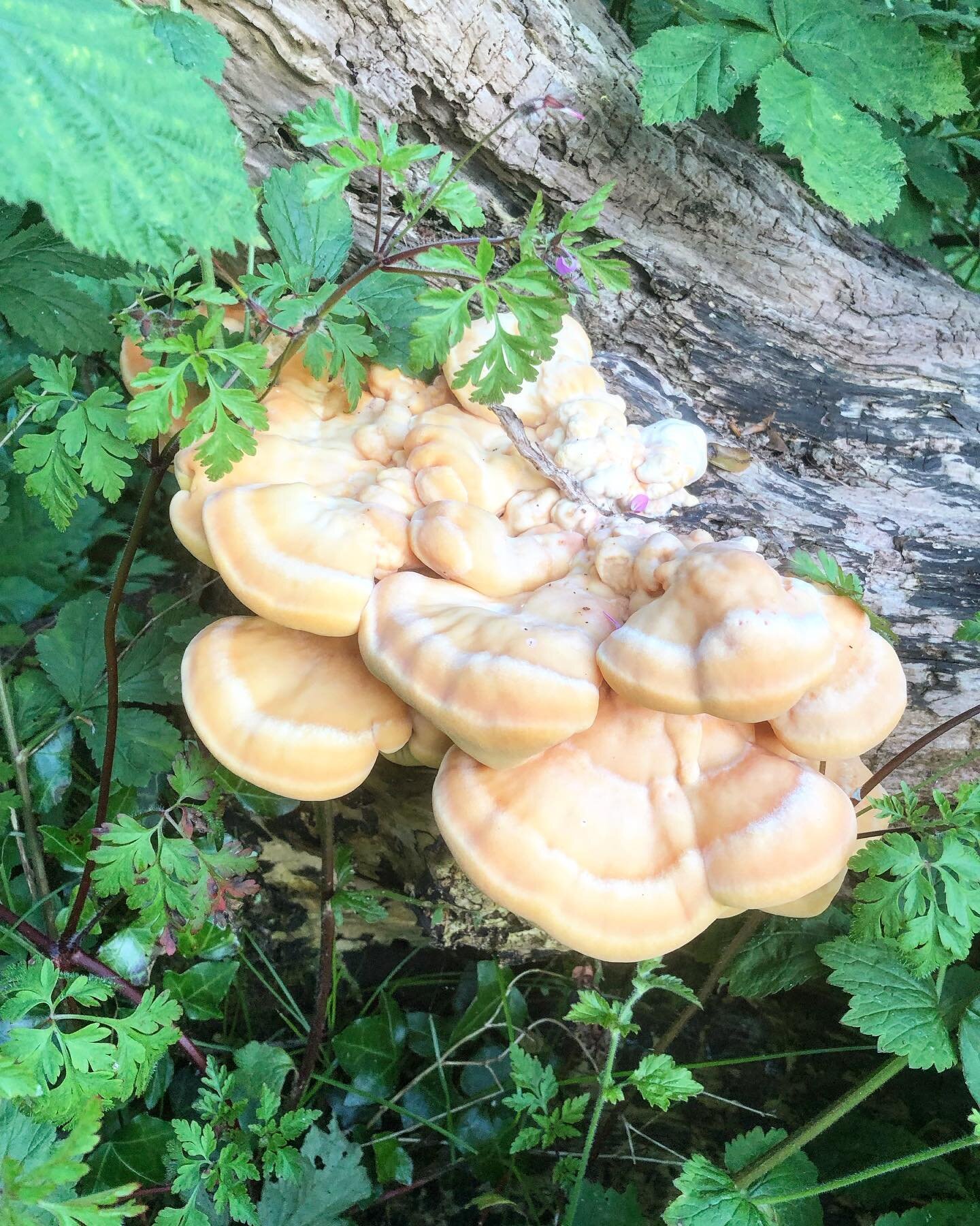 Chicken of the woods is a delicious, edible mushroom growing in characteristic great tiers 
🐓
Apart from being tasty it&rsquo;s known for its high content of antioxidants 
🐓
I so happy I found it today, as my reserves of dried and frozen mushroom a