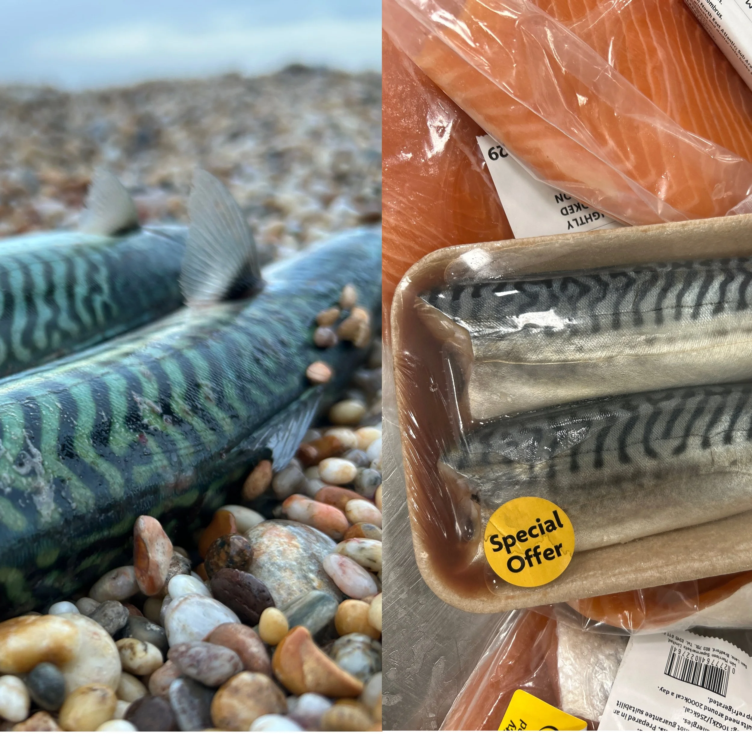 Why I Chose Foraging Over the Supermarket. Fish