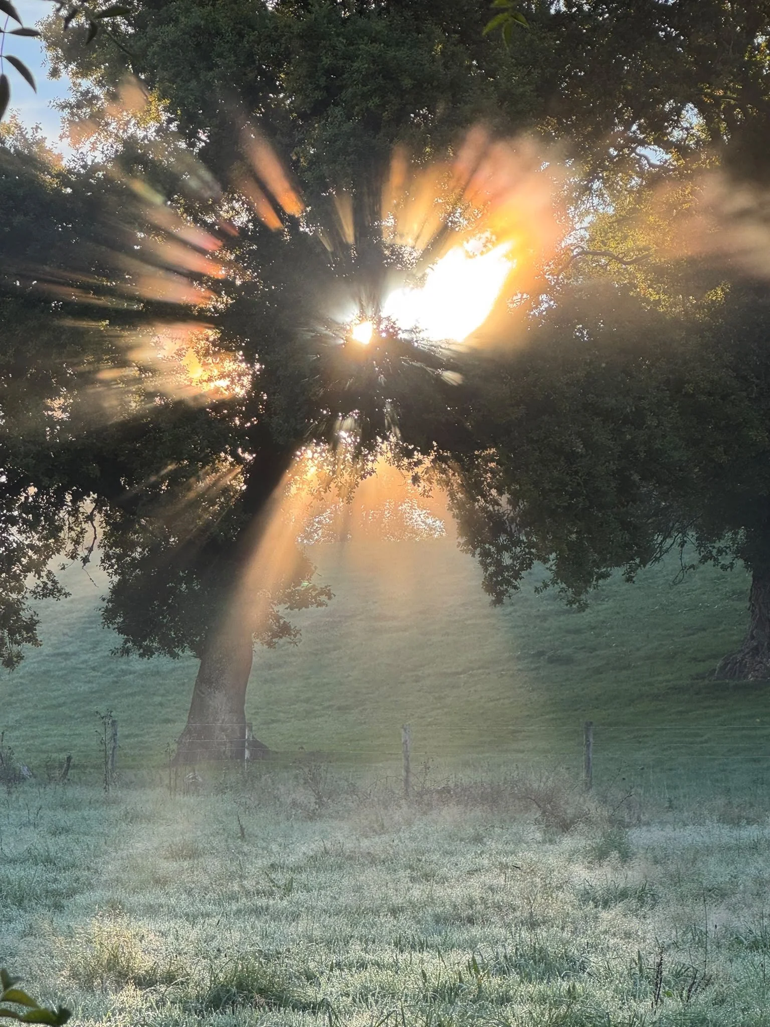 Forest Bathing Exercises Guide