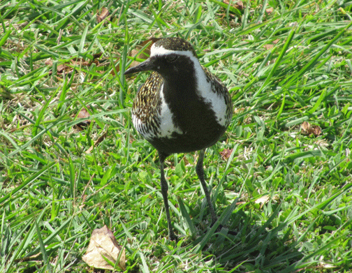 Tulī (Pacific Golden Plover)