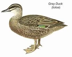 Toloa (Gray Duck)