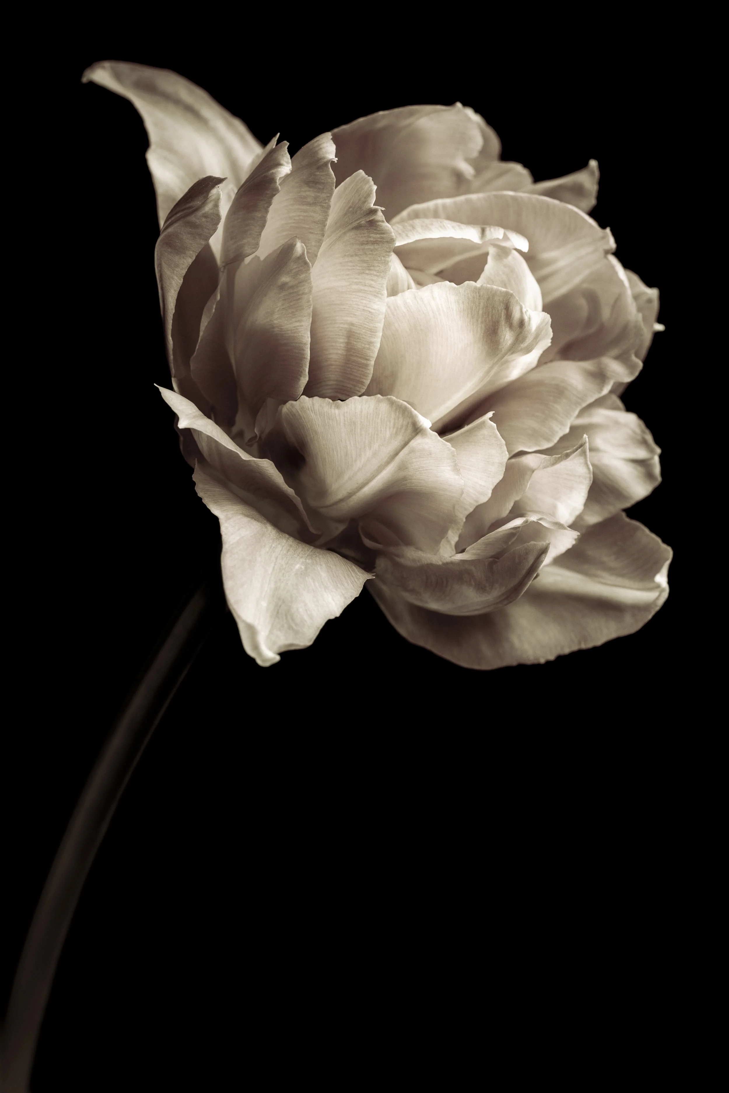 A close-up of a cream-colored flower, possibly a peony or ranunculus, against a black background.
