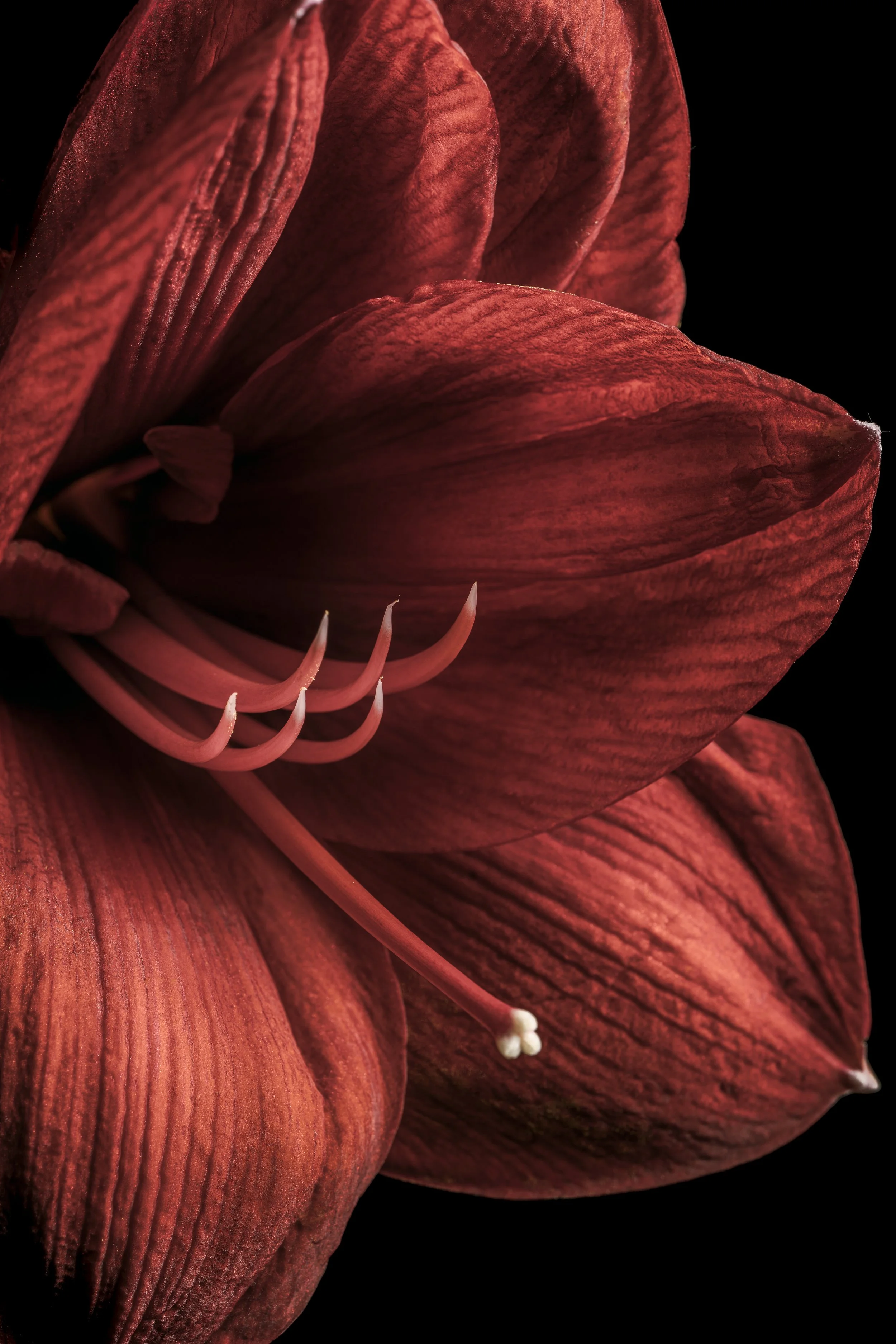 Close-up of a red amaryllis flower with large petals and prominent stamens against a black background.