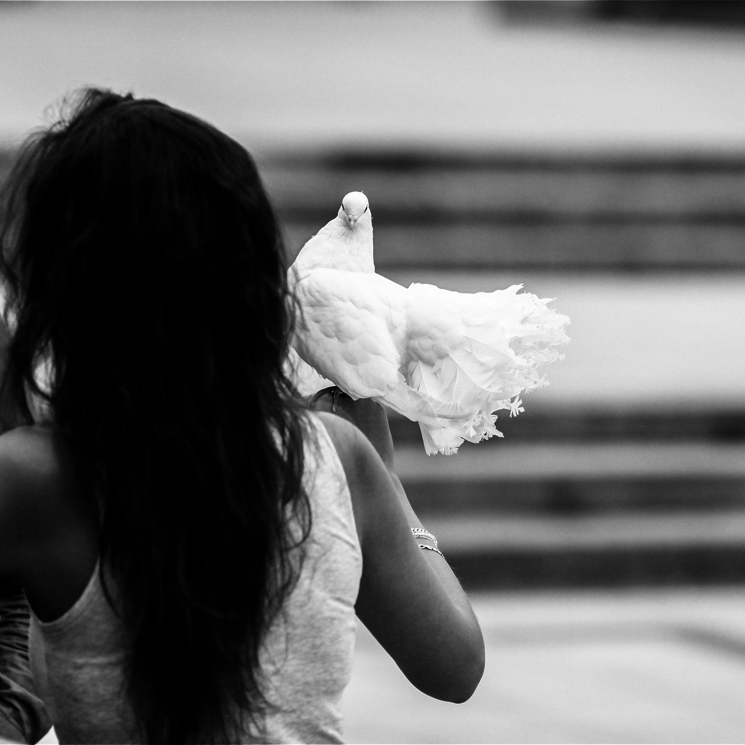 A woman with dark, wavy hair holds a white dove on her hand, viewed from behind, with a blurred background.