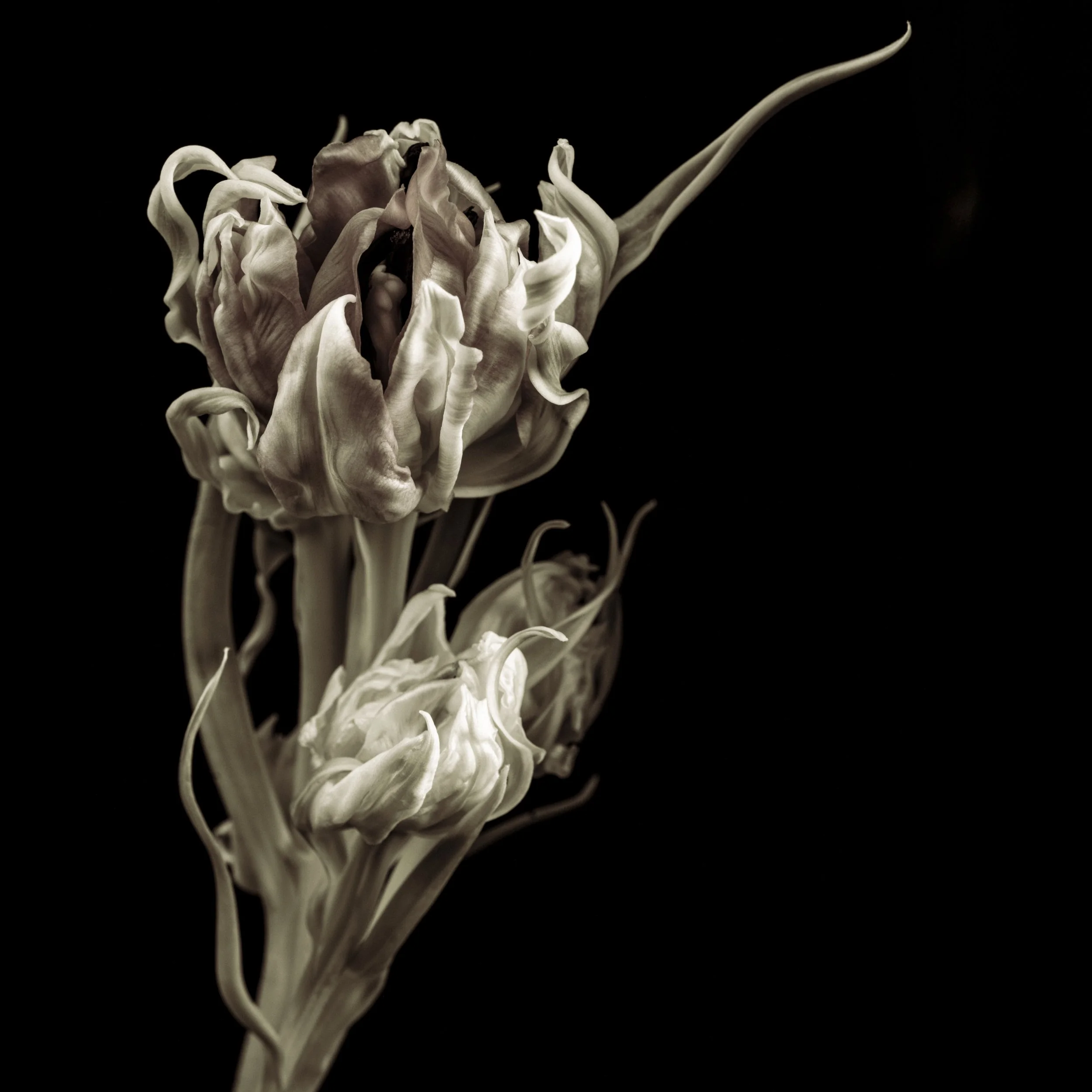 A close-up of withered, dried tulip flowers against a black background.