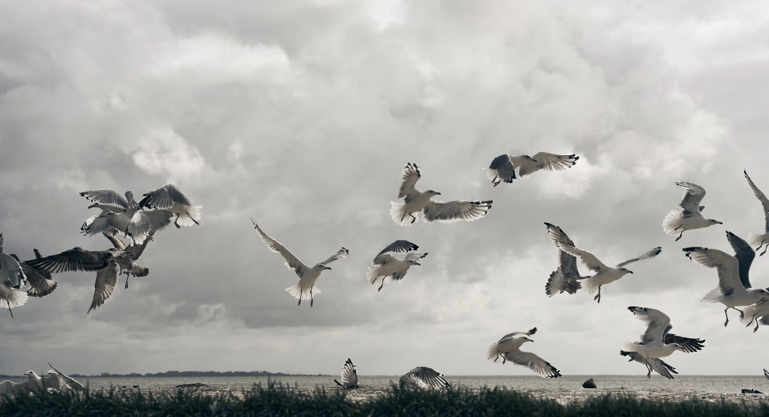 Seagulls flying over a beach with cloudy skies.