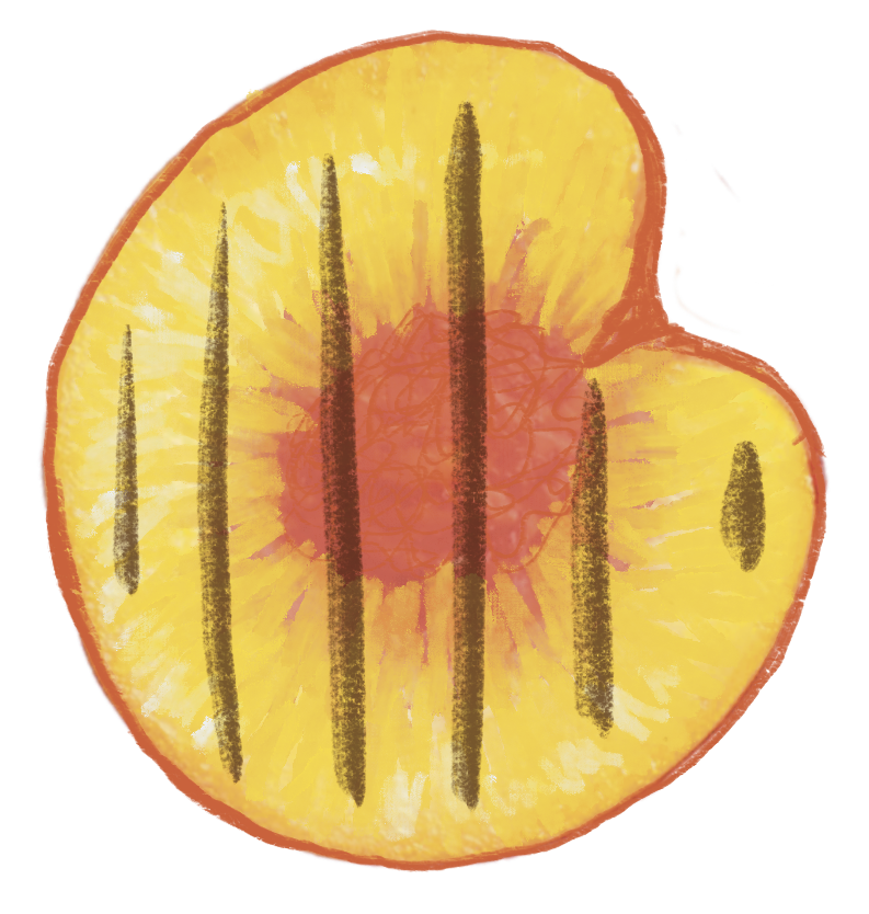 Watercolor illustration of a peach cut in half with visible seed and dark lines on the flesh.