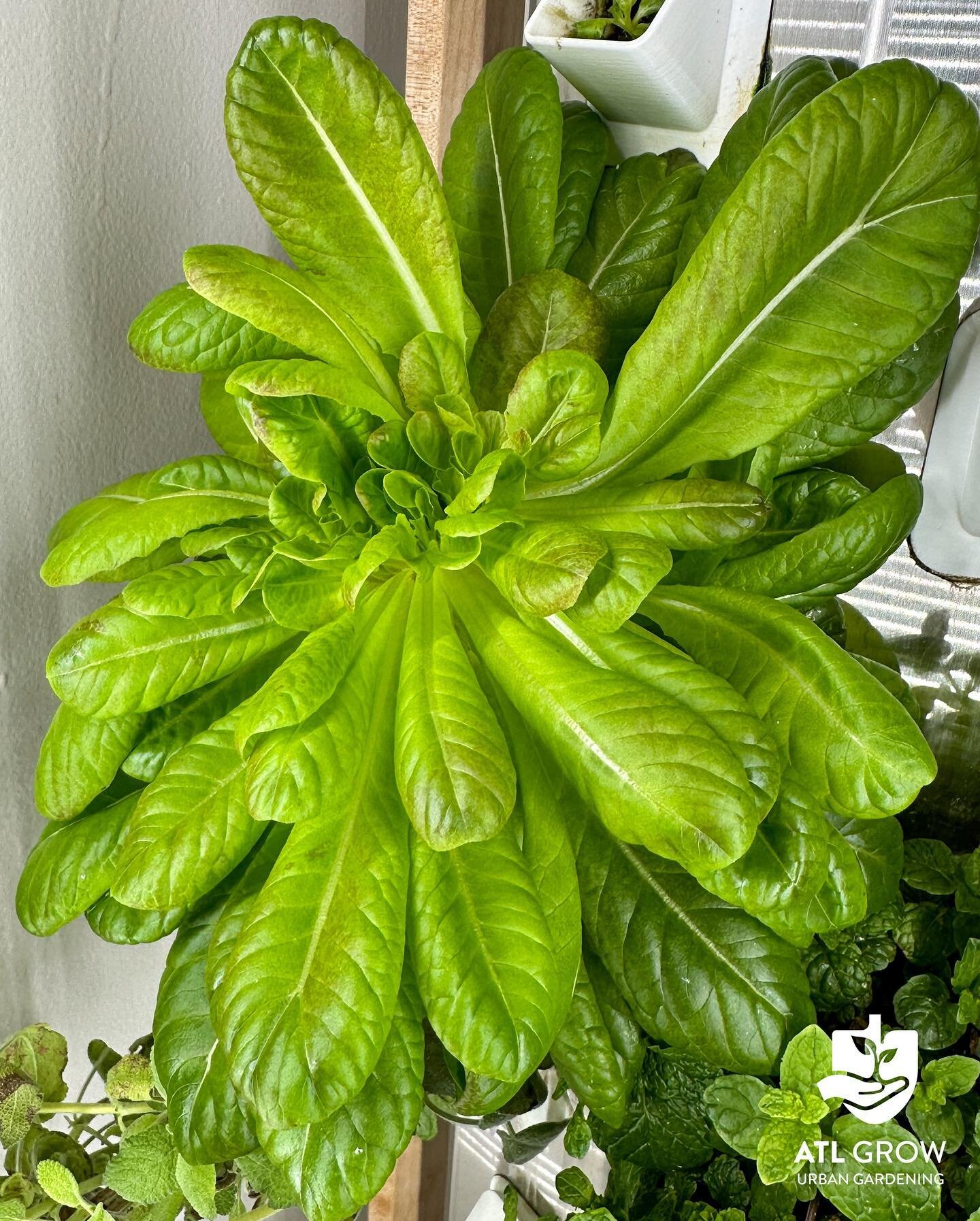 You can tell when the @producedforall nutrient solution kicks in. Massive grow in this lettuce growing in my GrowBlock hydroponic garden.
