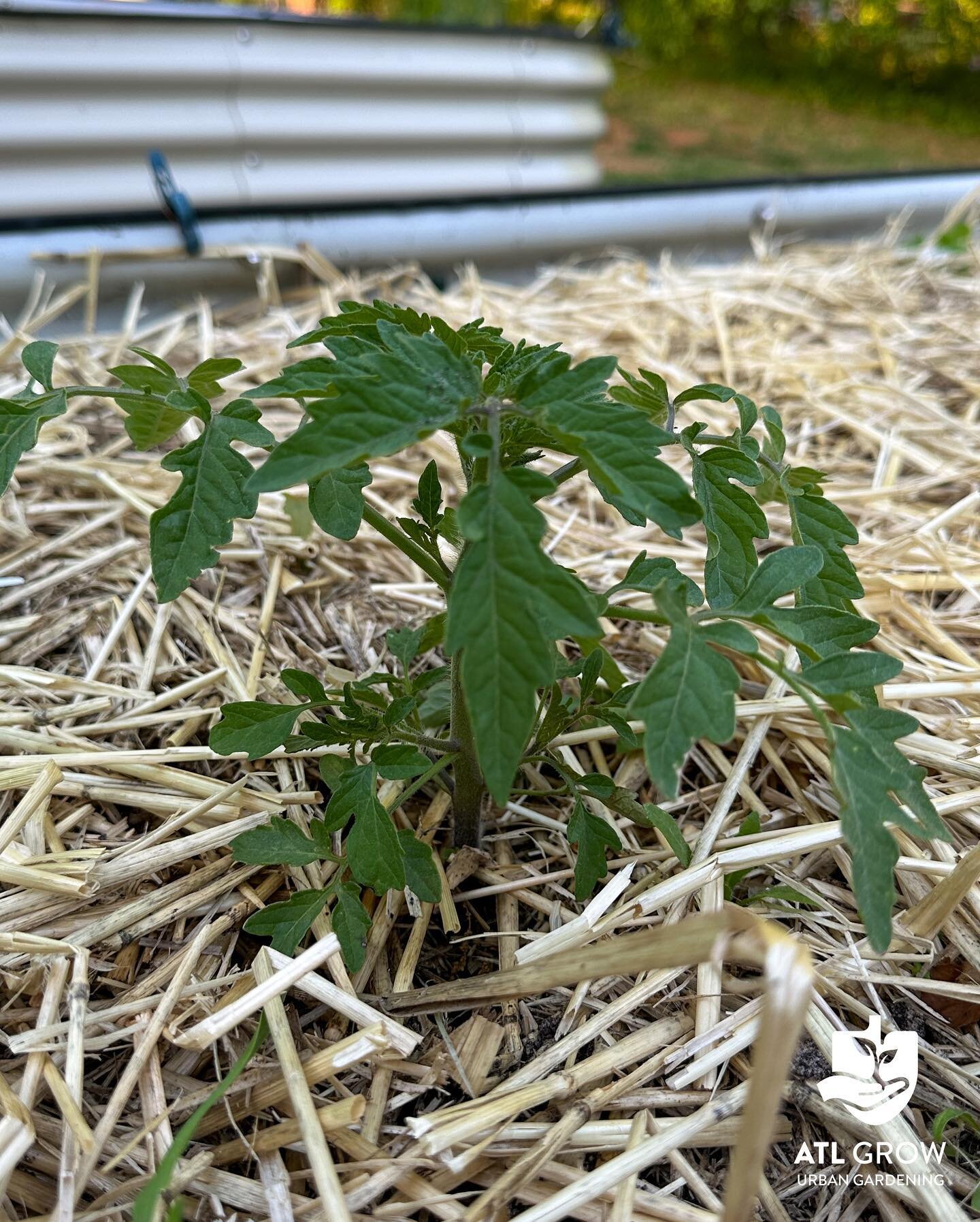 My first #TomatoTuesday of the year. I have no idea what variety this is. It&rsquo;s a volunteer, but it&rsquo;s doing amazing, so I&rsquo;m keeping it.