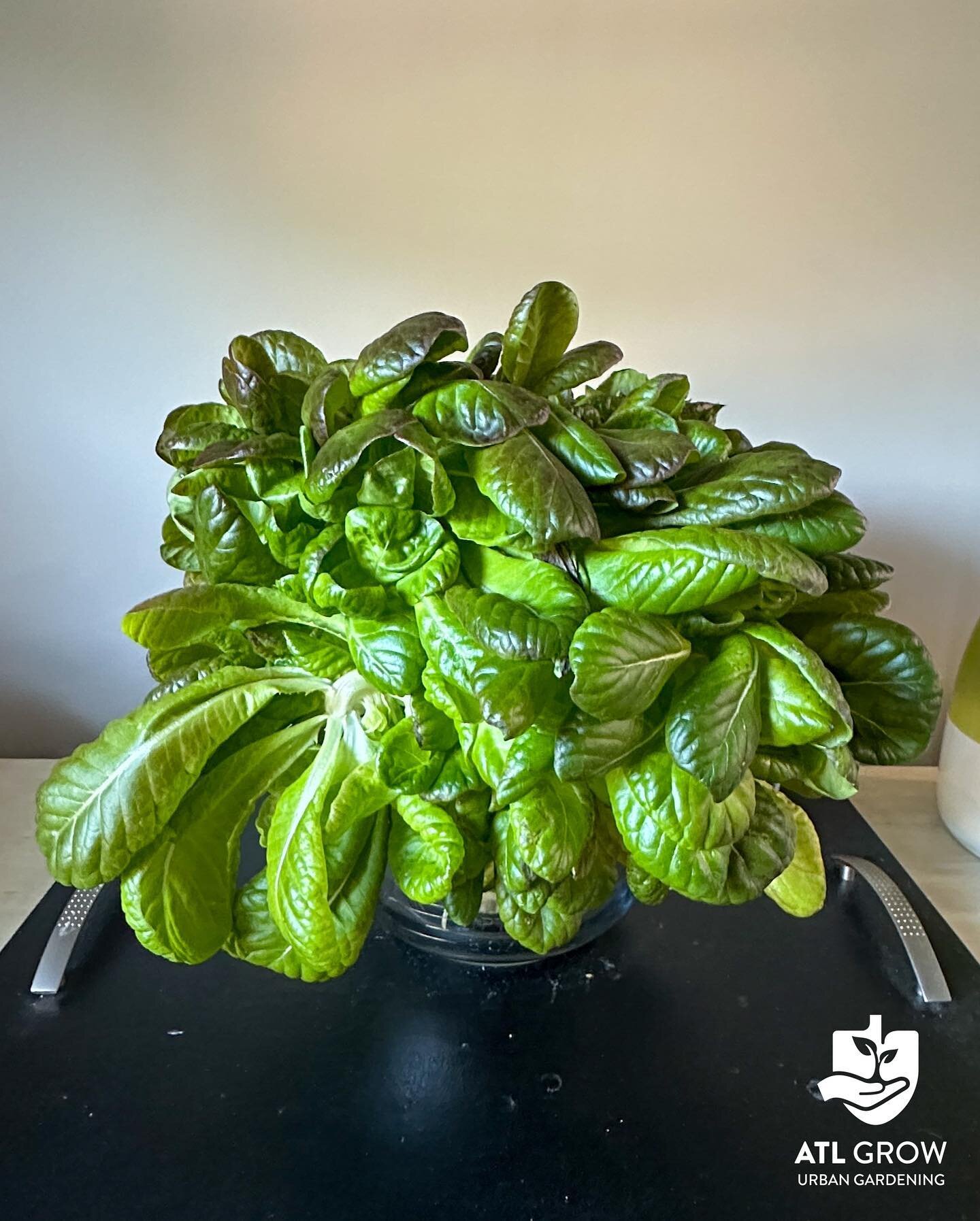 Who says you need a big backyard to grow your own veggies? 🌿🏠 

With a @producedforall GrowBlock hydroponic garden, you can cultivate fresh, crisp lettuce right in the comfort of your own home! 🙌🥬 

Not only is it a fun and rewarding hobby, but i