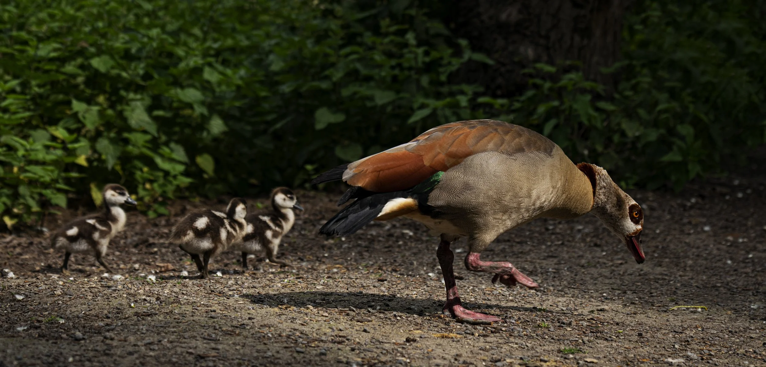 Ibrahim_WildPark_Park_13_2023.jpg