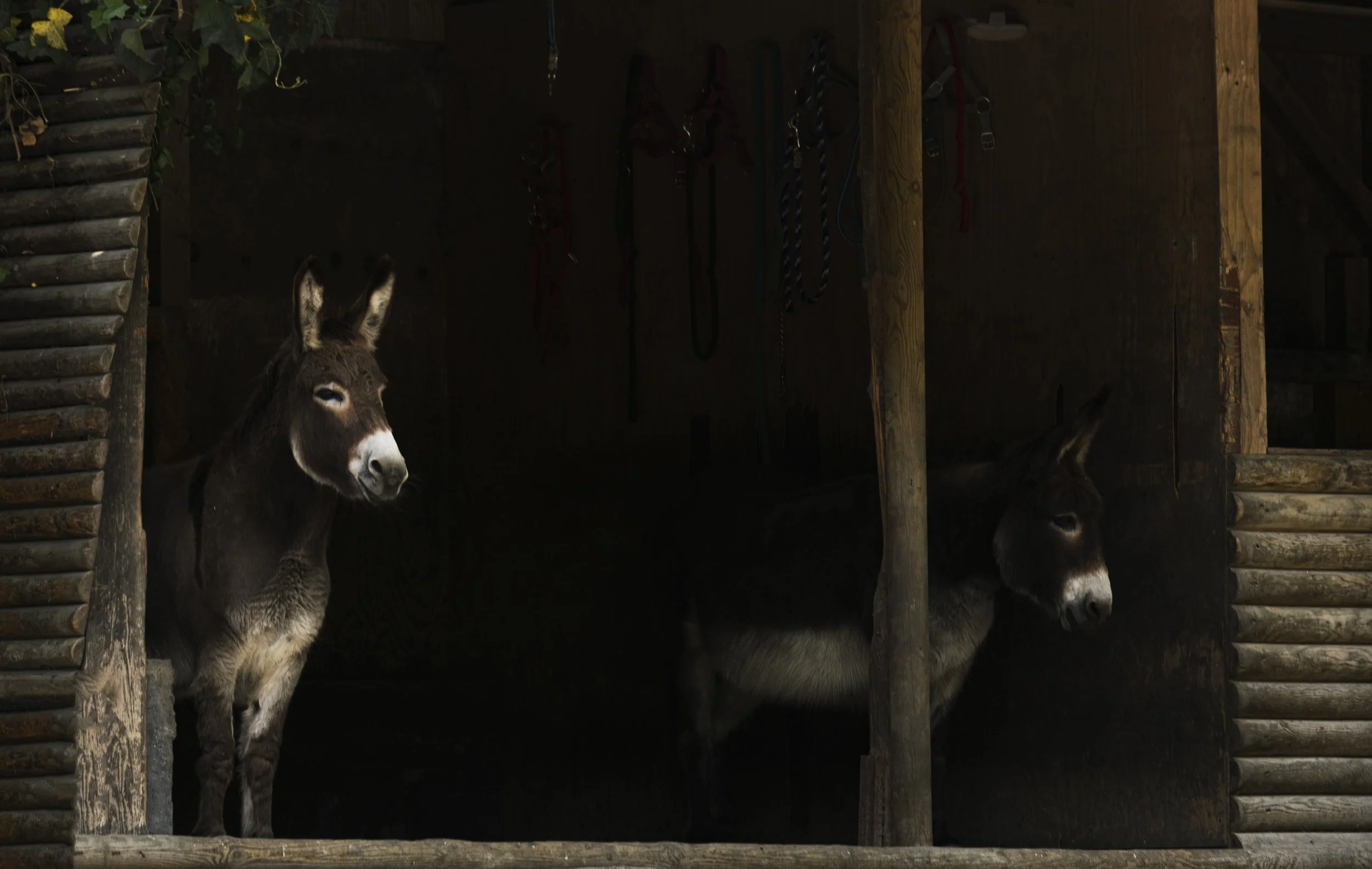 Ibrahim_WildPark_Park_6_2023.jpg