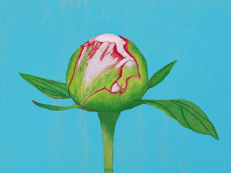 Ant + Peony