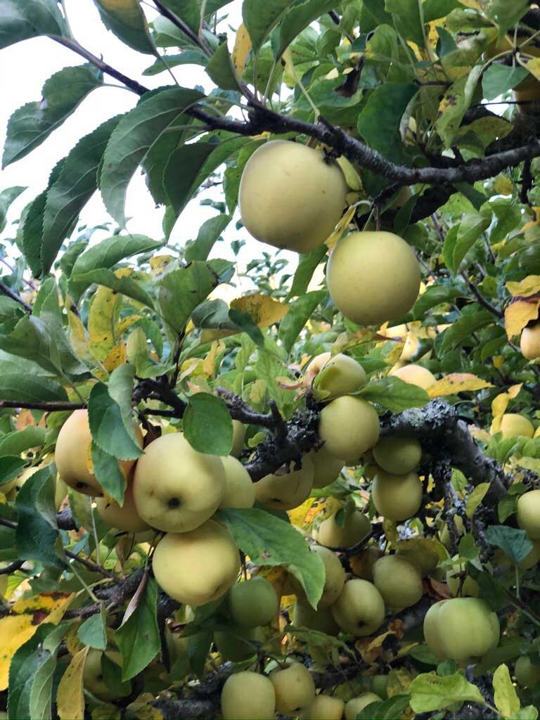 Apples-on-tree.jpg