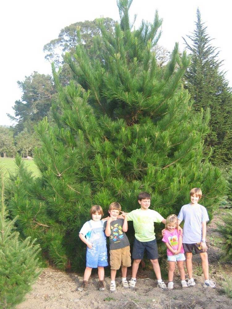 Wes-Brad-willa-big-tree.jpg