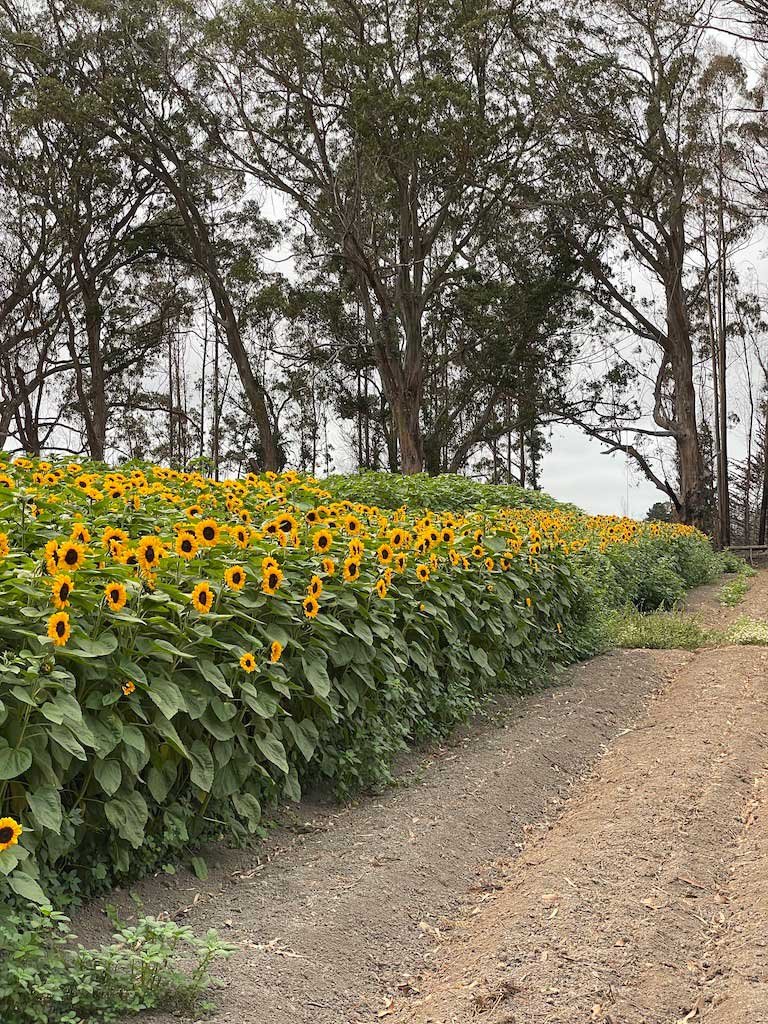 RSV-Sunflower-field-2021.jpg