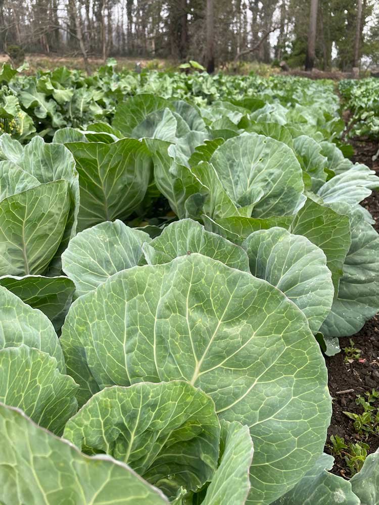 cabbage-plants.jpg